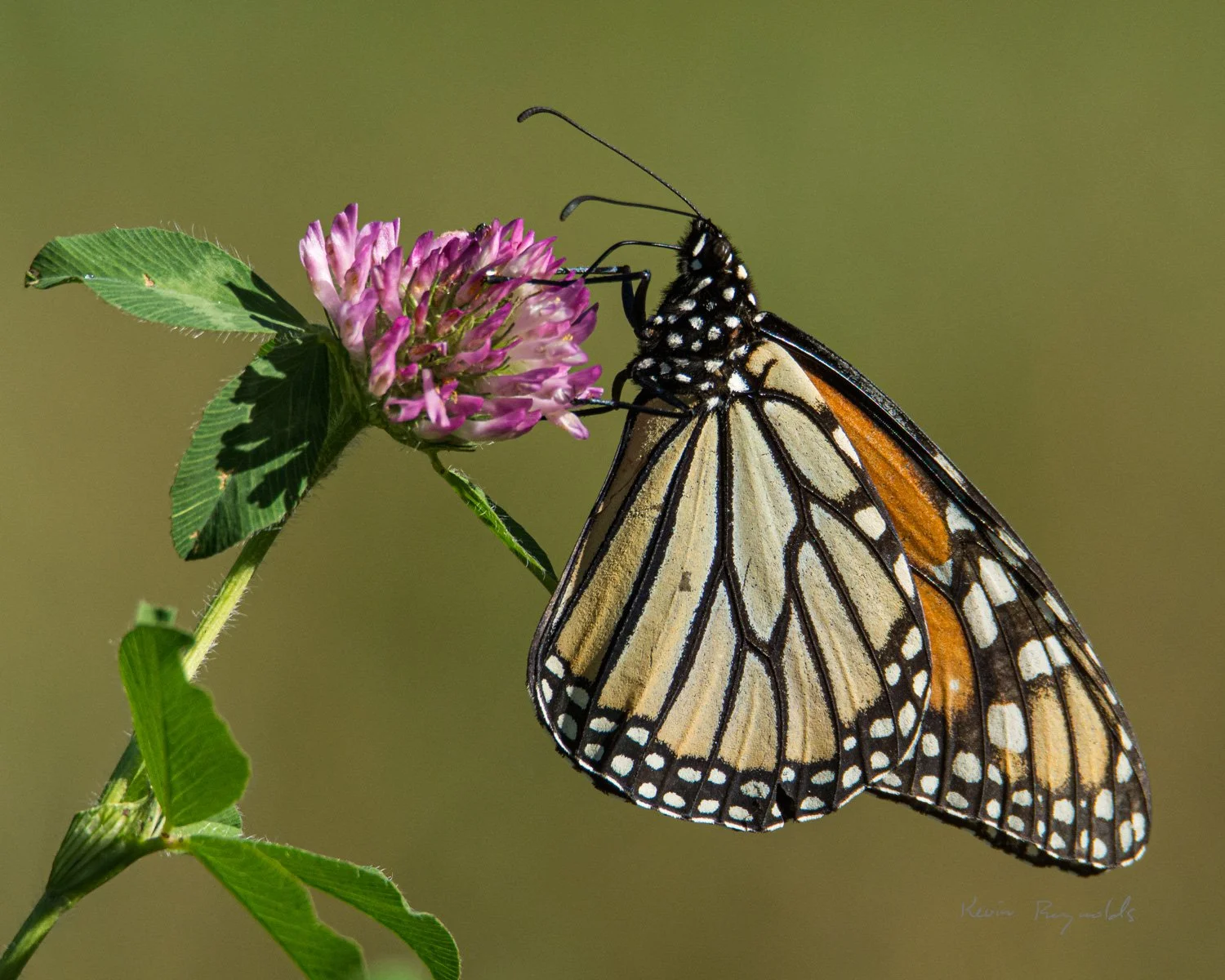 Monarch butterfly in rural Ottawa, ON