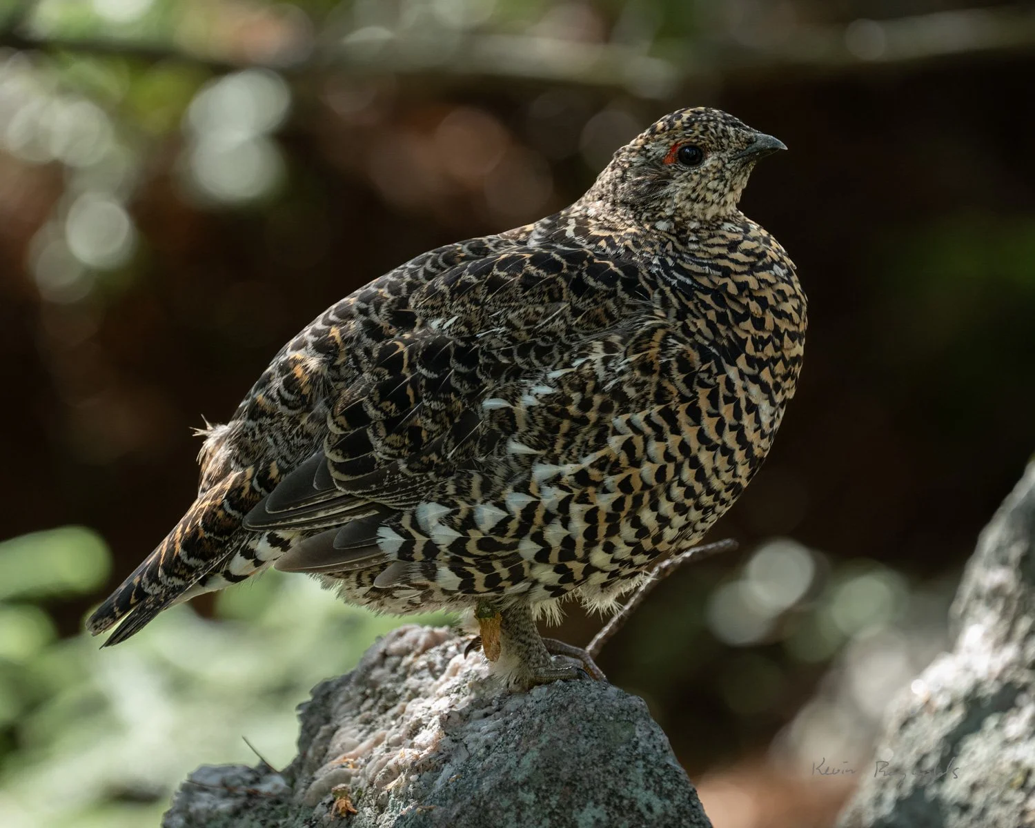 Spruce Grouse in Lake Superior Provincial Park, ON