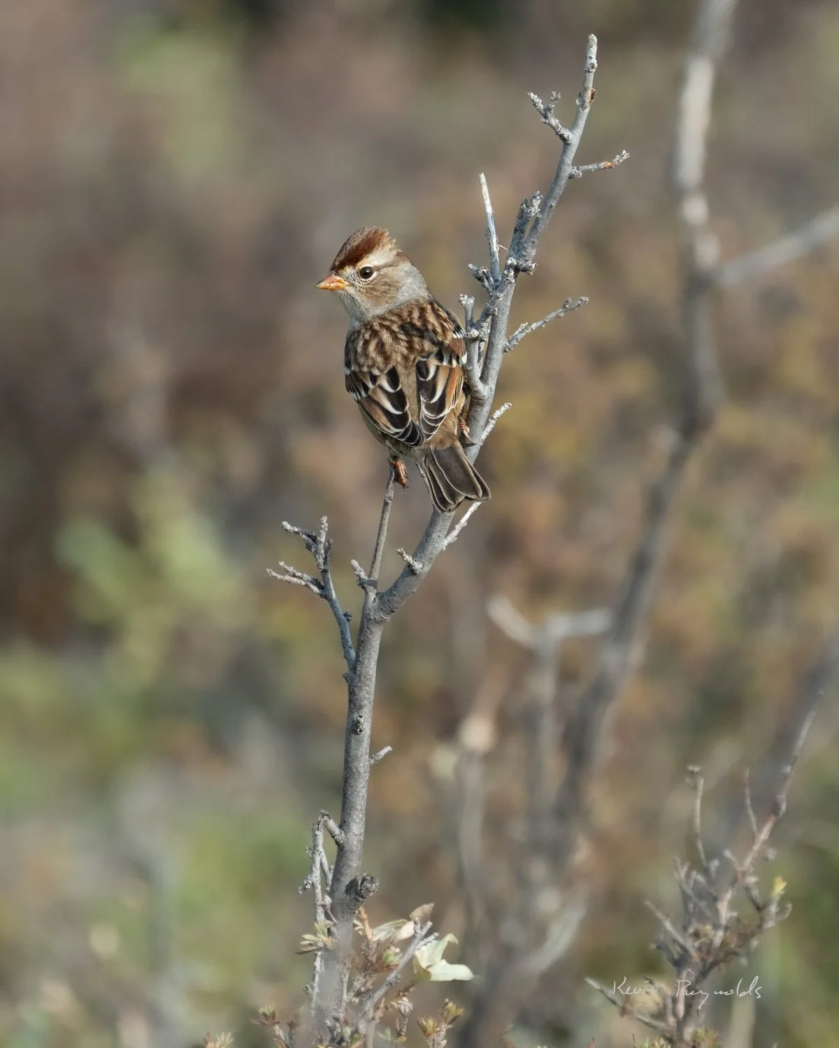 White-crowned sparrow in the East Block of Grasslands National Park, SK