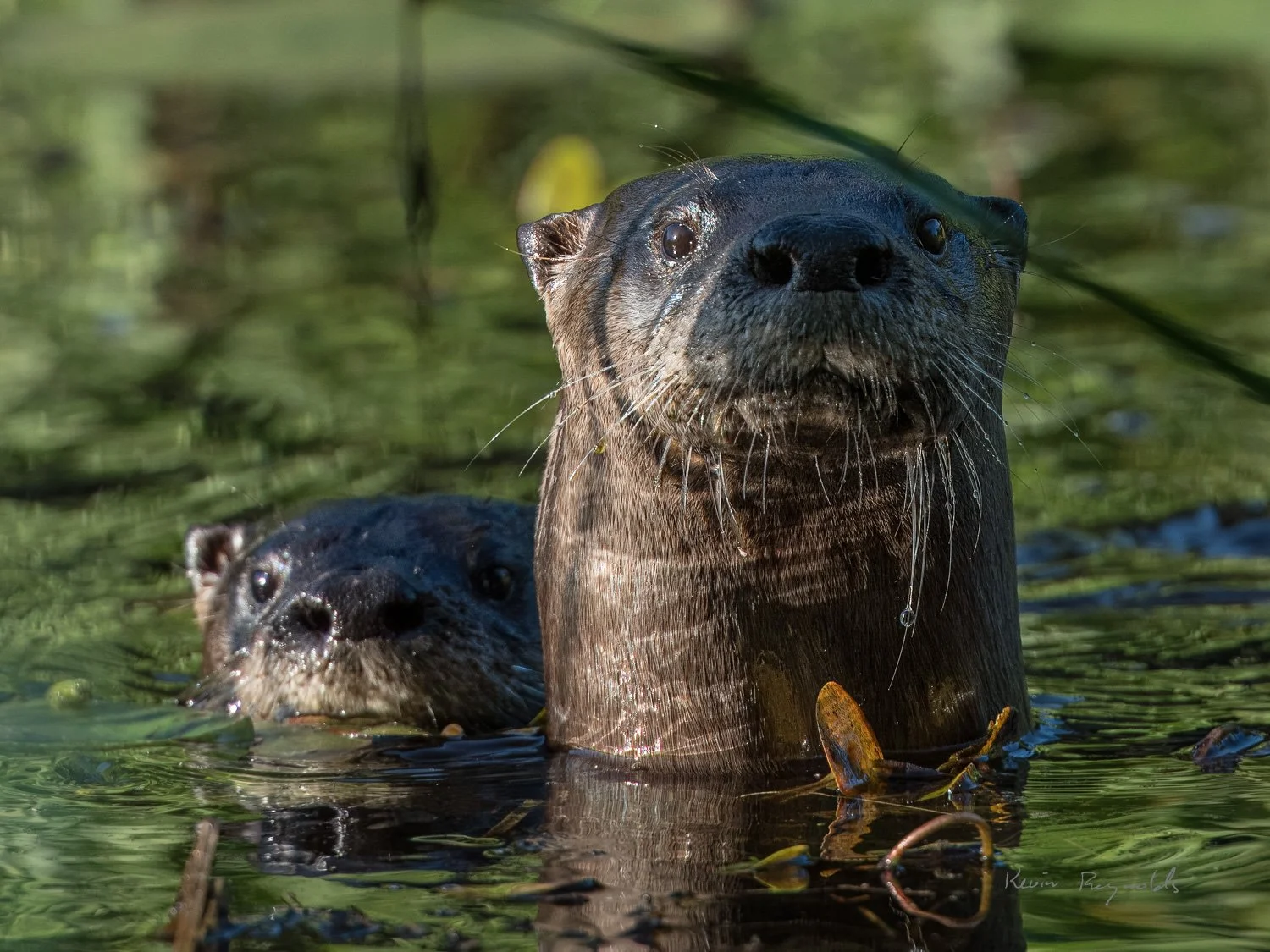 River otter in the Rideau River, ON