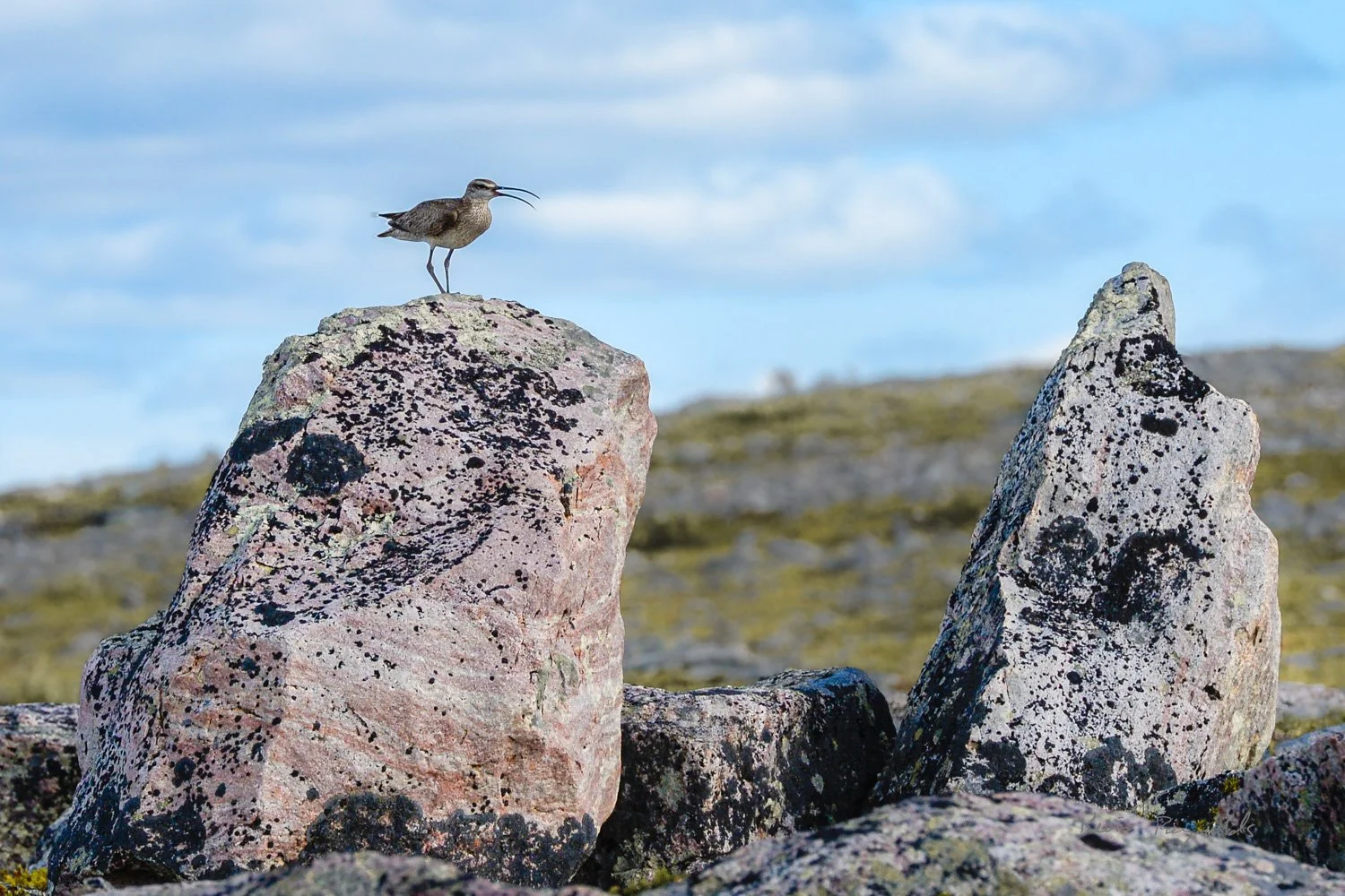 Whimbrel along the Kazan River, NU
