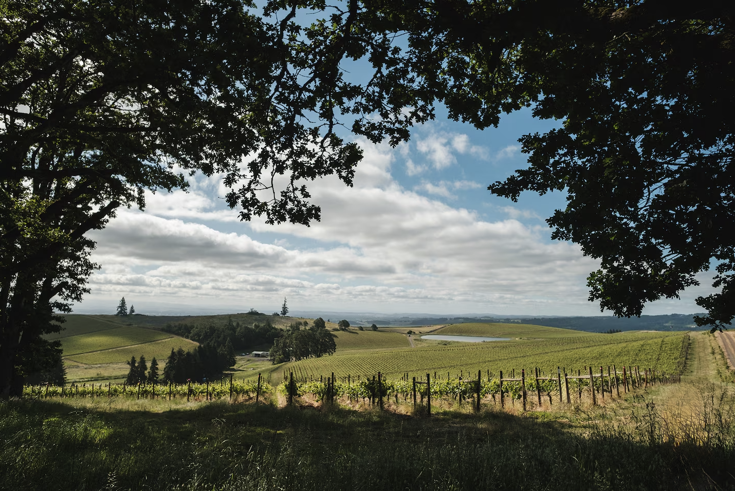 Spirit Hill Vineyard. Photo by Josh Chang / Foundry503