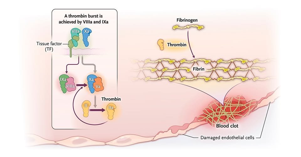 Enhancing Thrombin Activity with Iron-Doped Partially Reduced Graphene Oxide