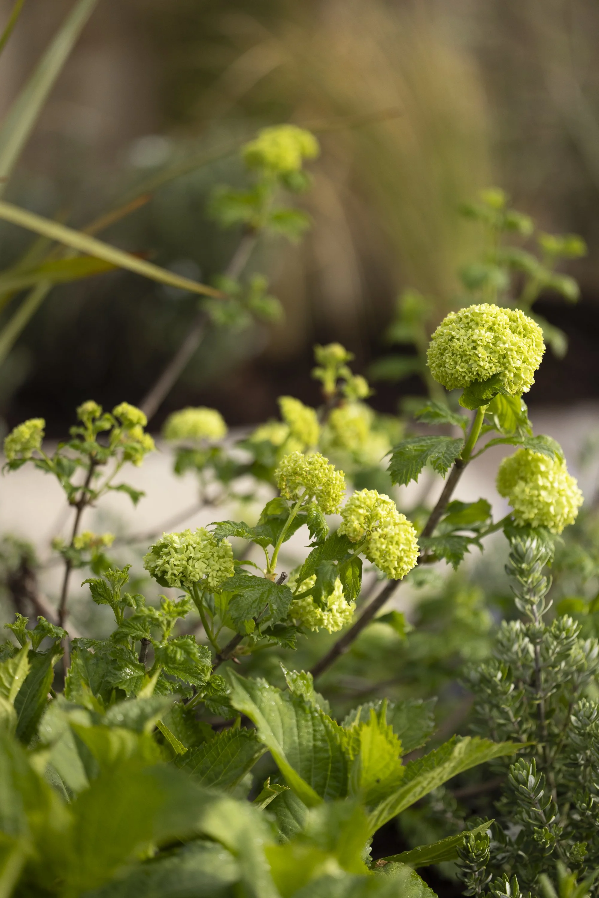 100126_HOMEandGARDEN_MG_0346.jpg