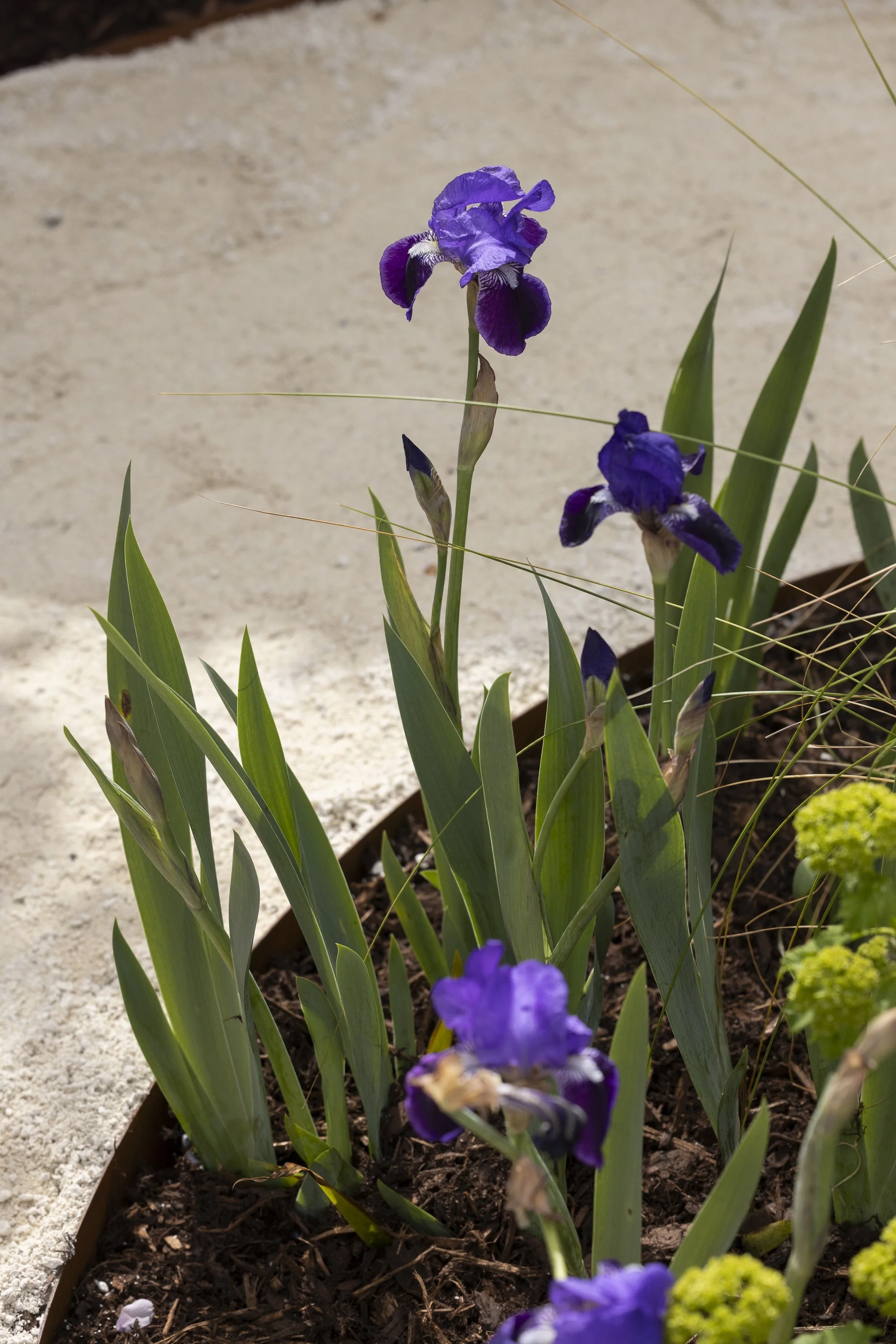 100126_HOMEandGARDEN_MG_0983.jpg