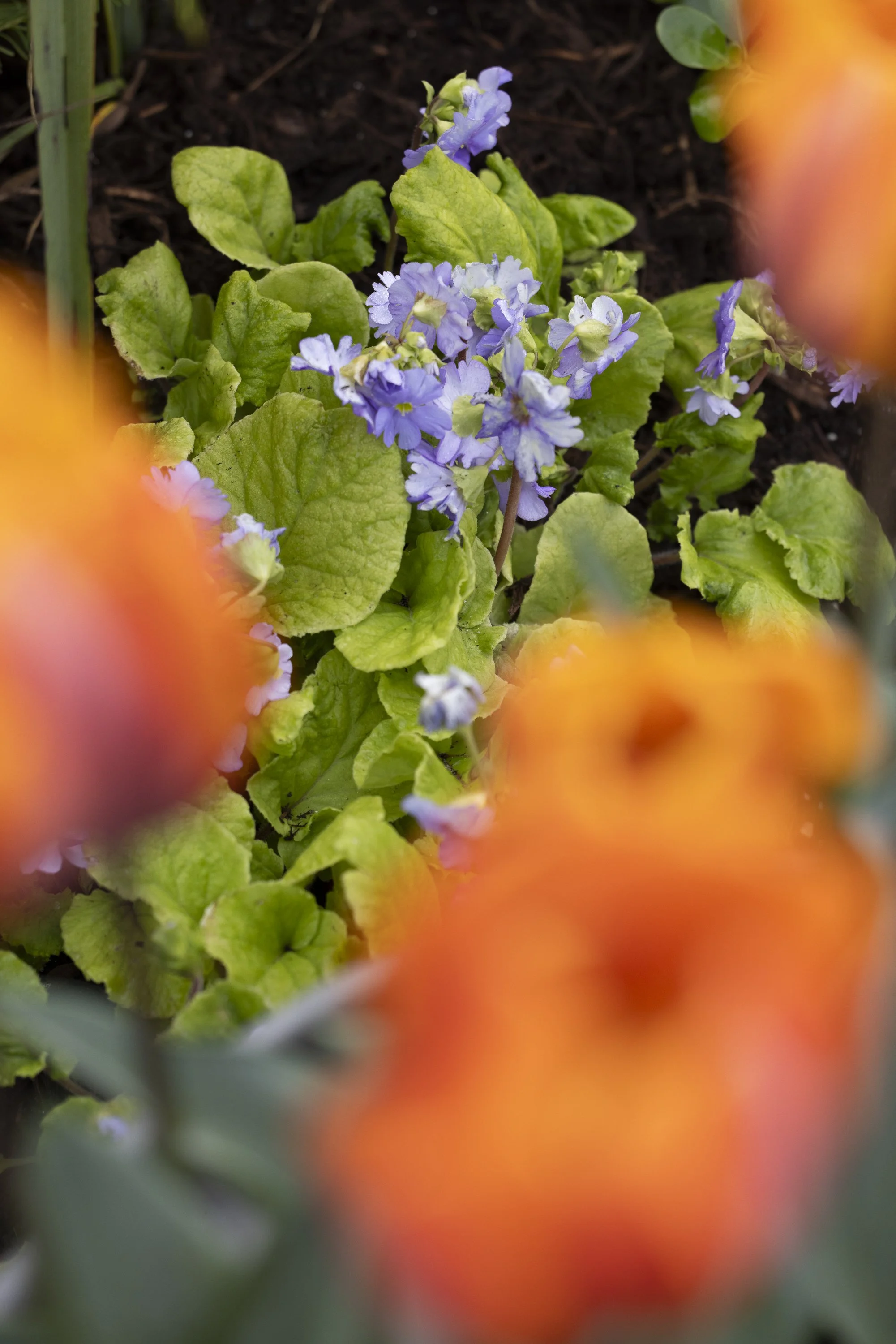 100126_HOMEandGARDEN_MG_0487.jpg