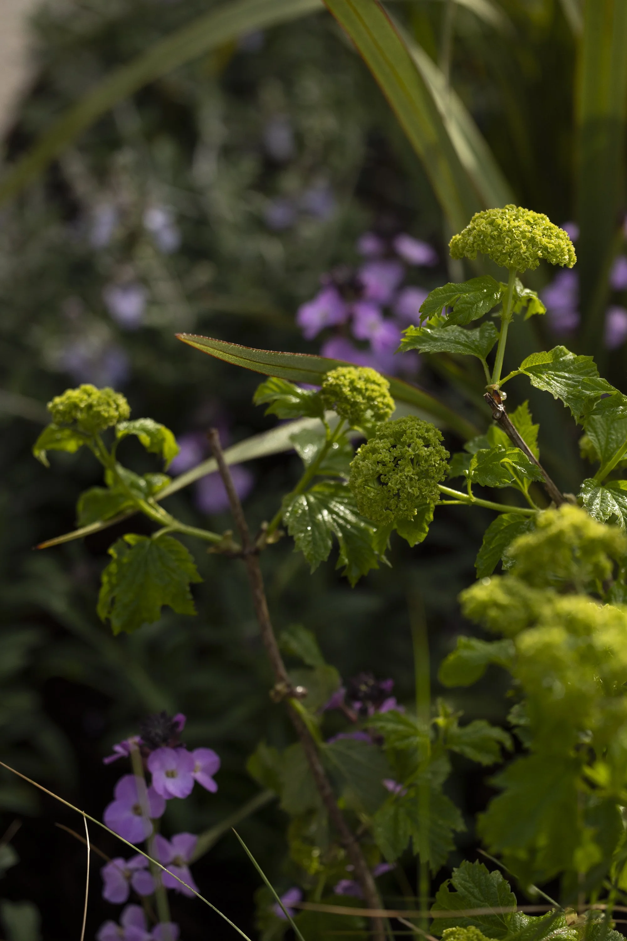 100126_HOMEandGARDEN_MG_0292.jpg