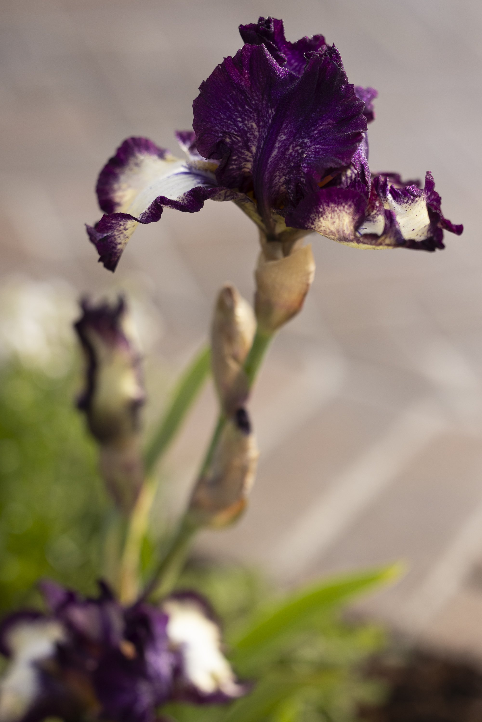 100126_HOMEandGARDEN_MG_0355.jpg