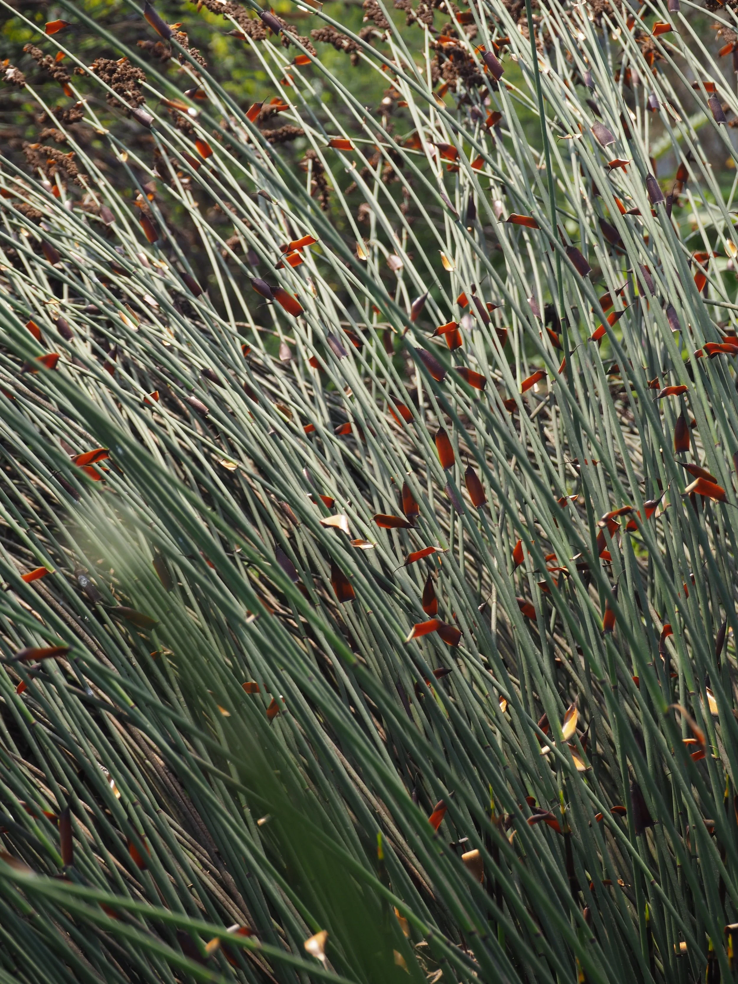 Close-up view of tall, green grass with brown and orange seed heads, leaning slightly, in a natural outdoor setting.