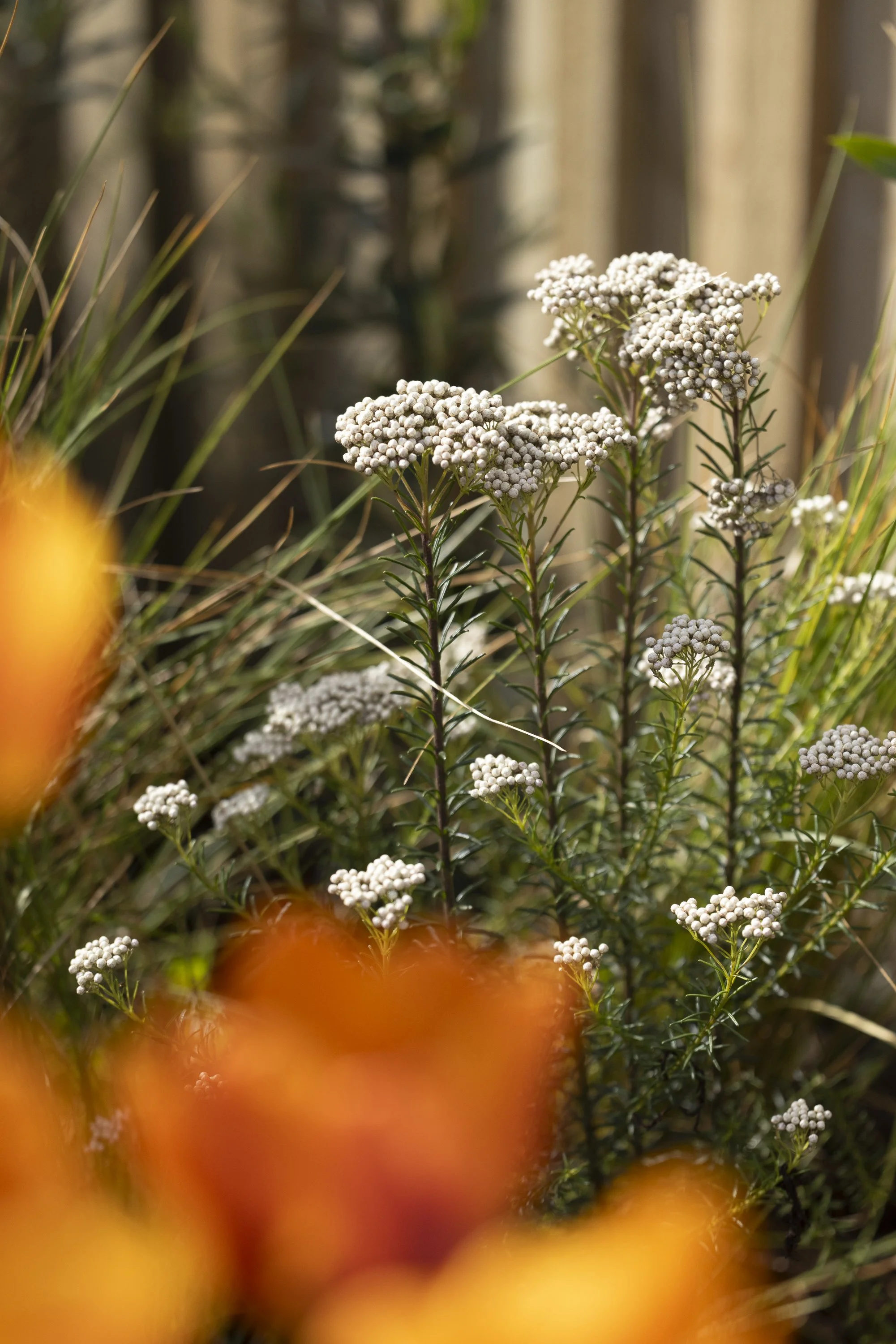 100126_HOMEandGARDEN_MG_1012.jpg