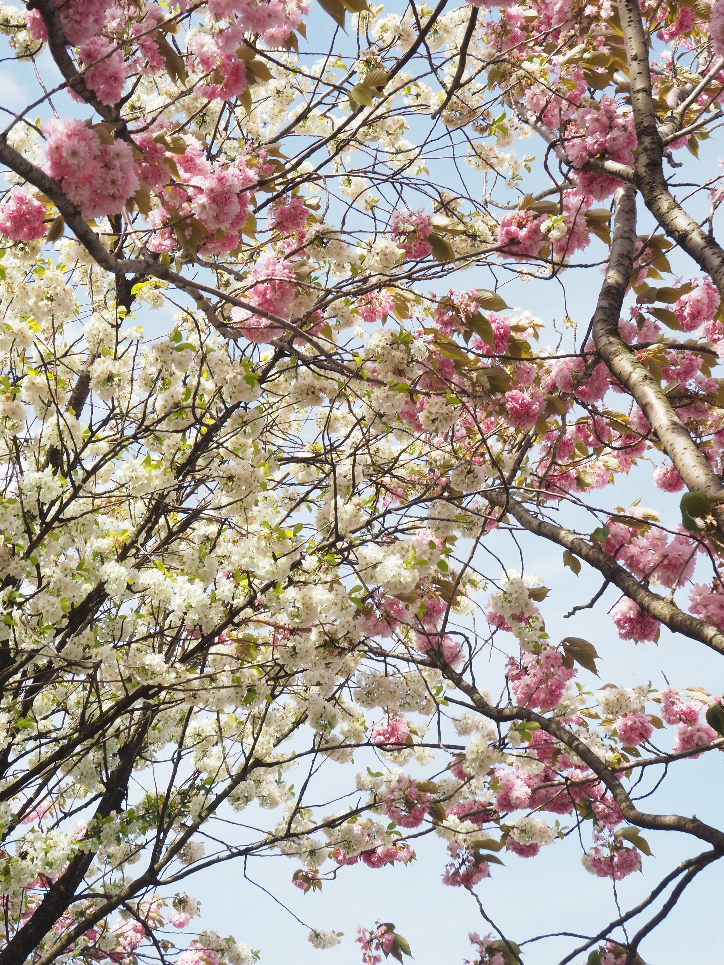 Blooming cherry blossom trees with pink and white flowers against a blue sky.