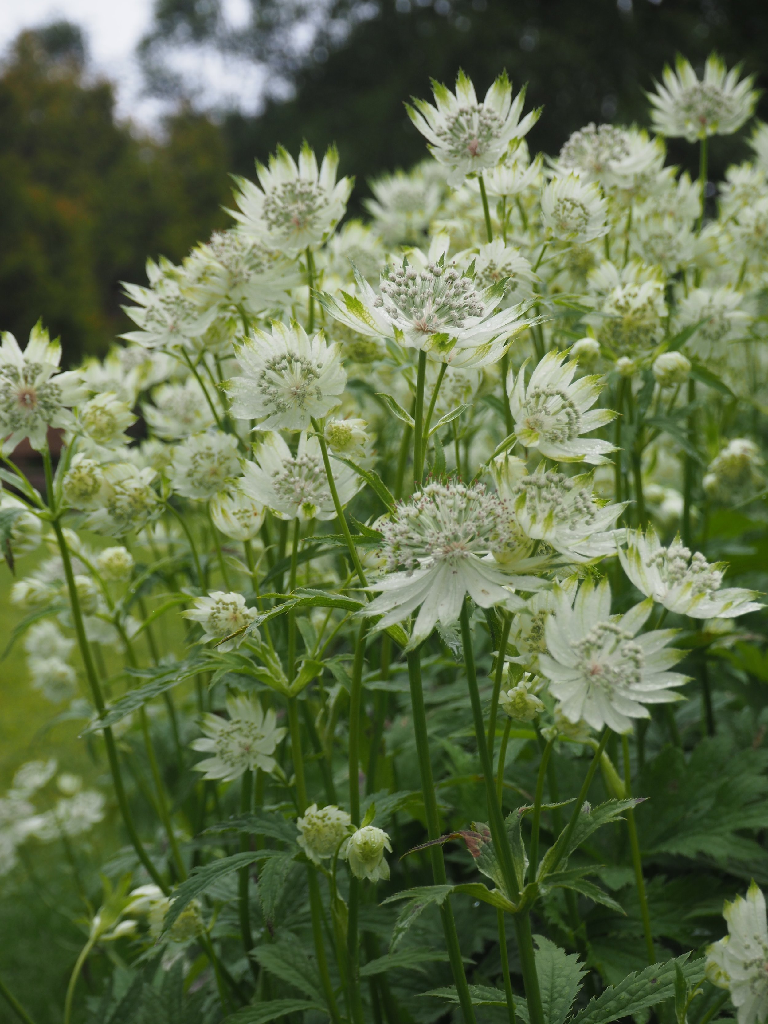 Close-up of white, spiky flowers with green leaves, outdoors, with blurred green foliage in the background.