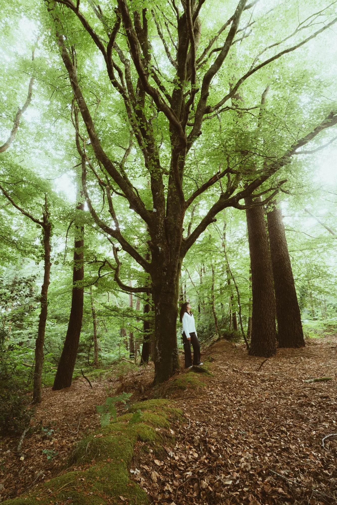Une femme se tenant près d’un grand arbre dans une forêt verdoyante, regardant vers le haut.