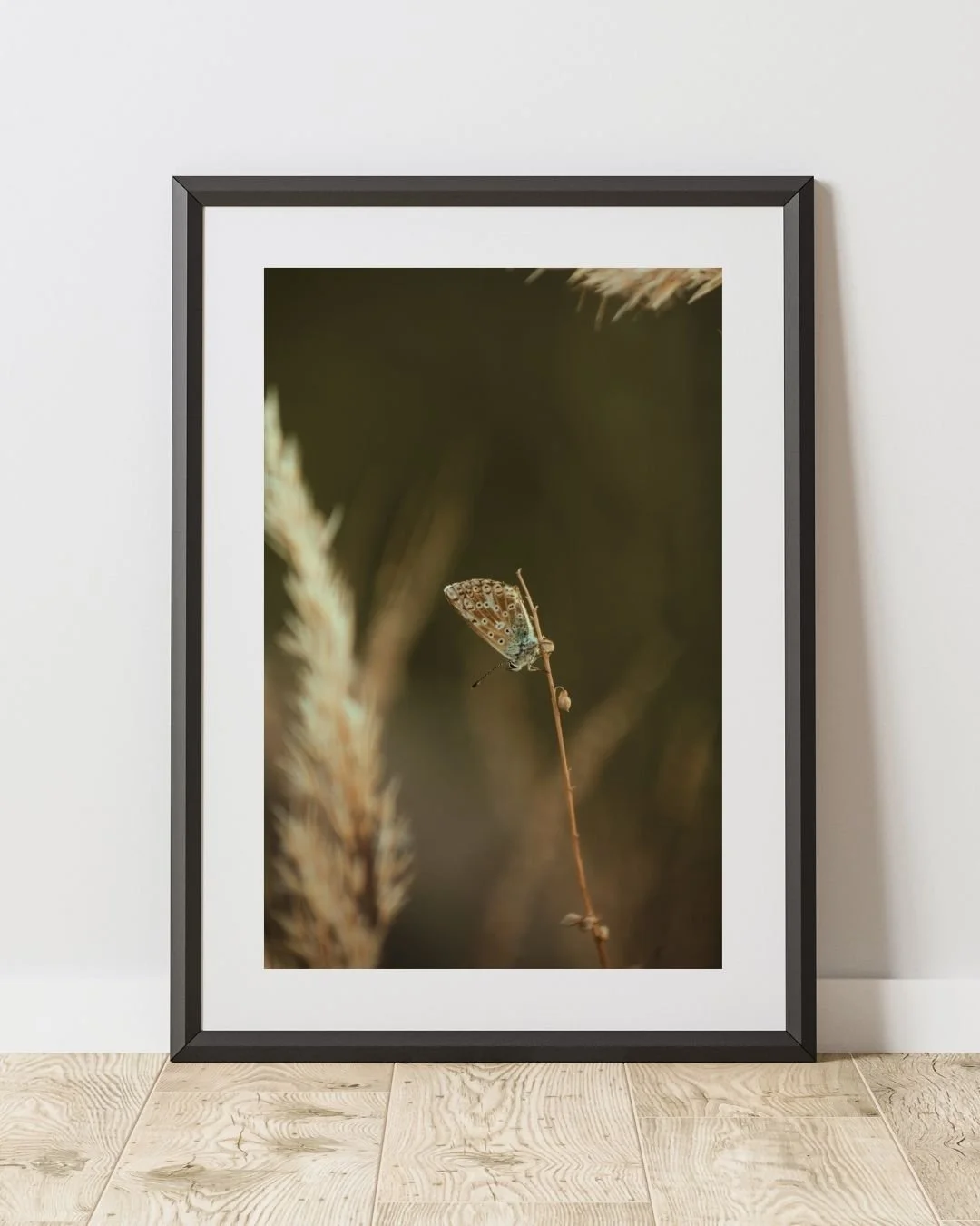 Papillon des Montagnes