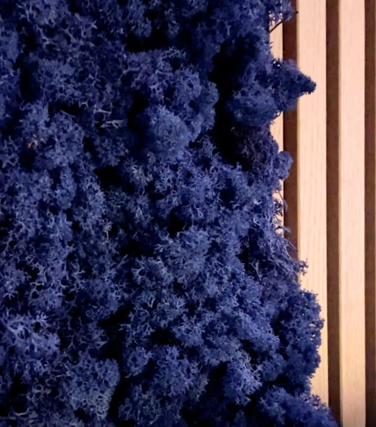 Detailaufnahme eines blauen Islandmoos an einer TV-Wand mit Akustik-Holzpaneelen im Hintergrund in einem modernen, stilvollen, luxuriösen Wohnzimmer