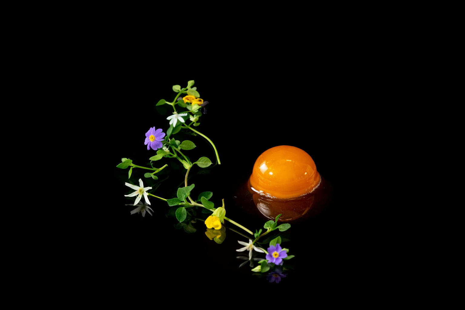 Un œuf au plat avec un jaune orange brillant, entouré de petites fleurs blanches, violettes, jaunes en traînée, sur un fond noir.