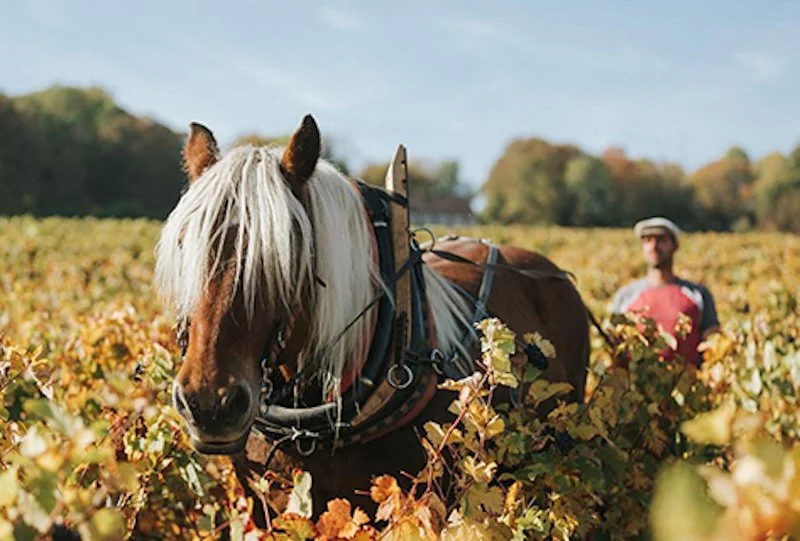 Cheval brun et blanc dans un champ de vignes avec une personne portant un chapeau en arrière-plan.