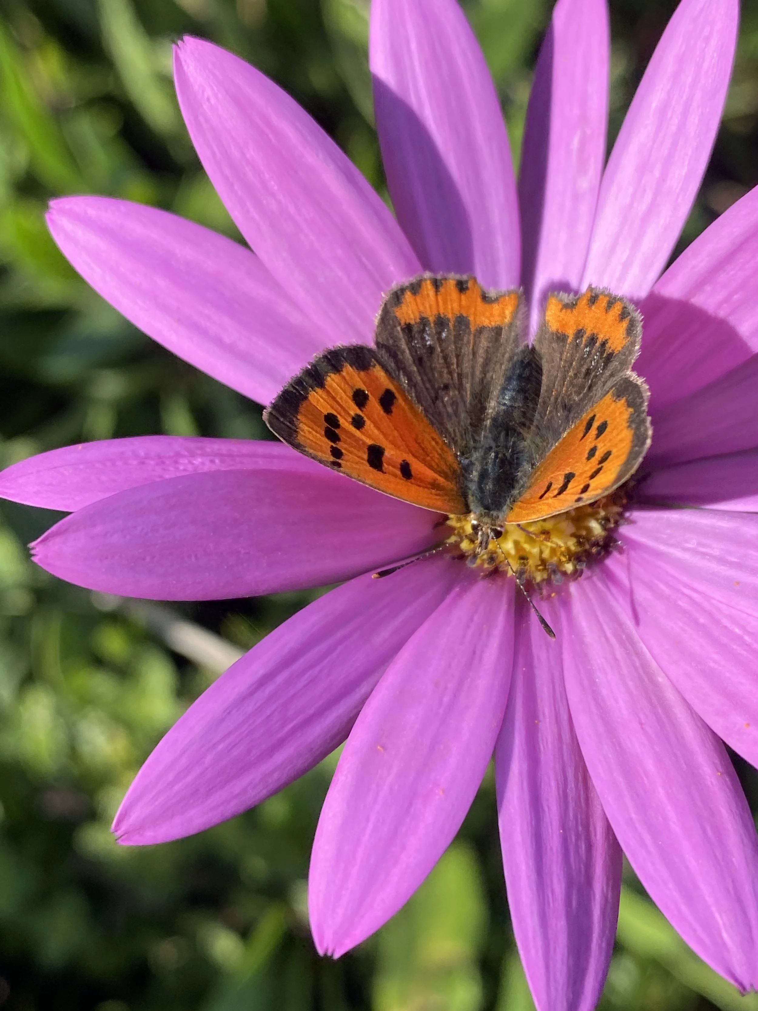 A butterfly with orange and black markings on purple petals of a flower.
