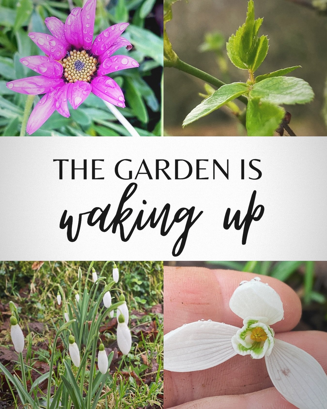 We have a way to go yet but it&rsquo;s such a promising time of year, there are hardy annuals seeds germinating in the kitchen, seedlings finding their feet in the green house and perennials showing signs of fresh growth out in the field. Our daffodi