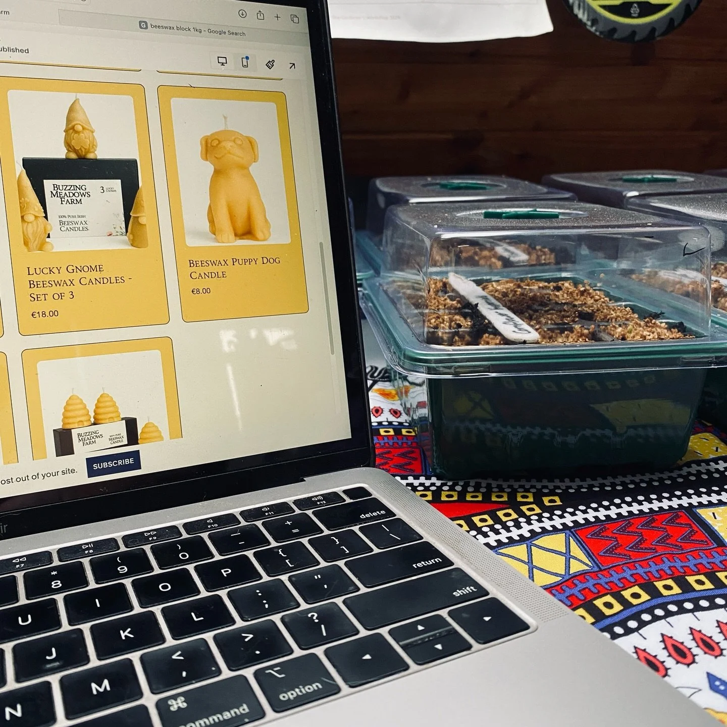 As the rain keeps falling outside, I&rsquo;m tucked up indoors updating the website, in the good company of some of our very first babies of the year.

These cornflowers were sown on Friday and are already soaking up the warmth and natural light here