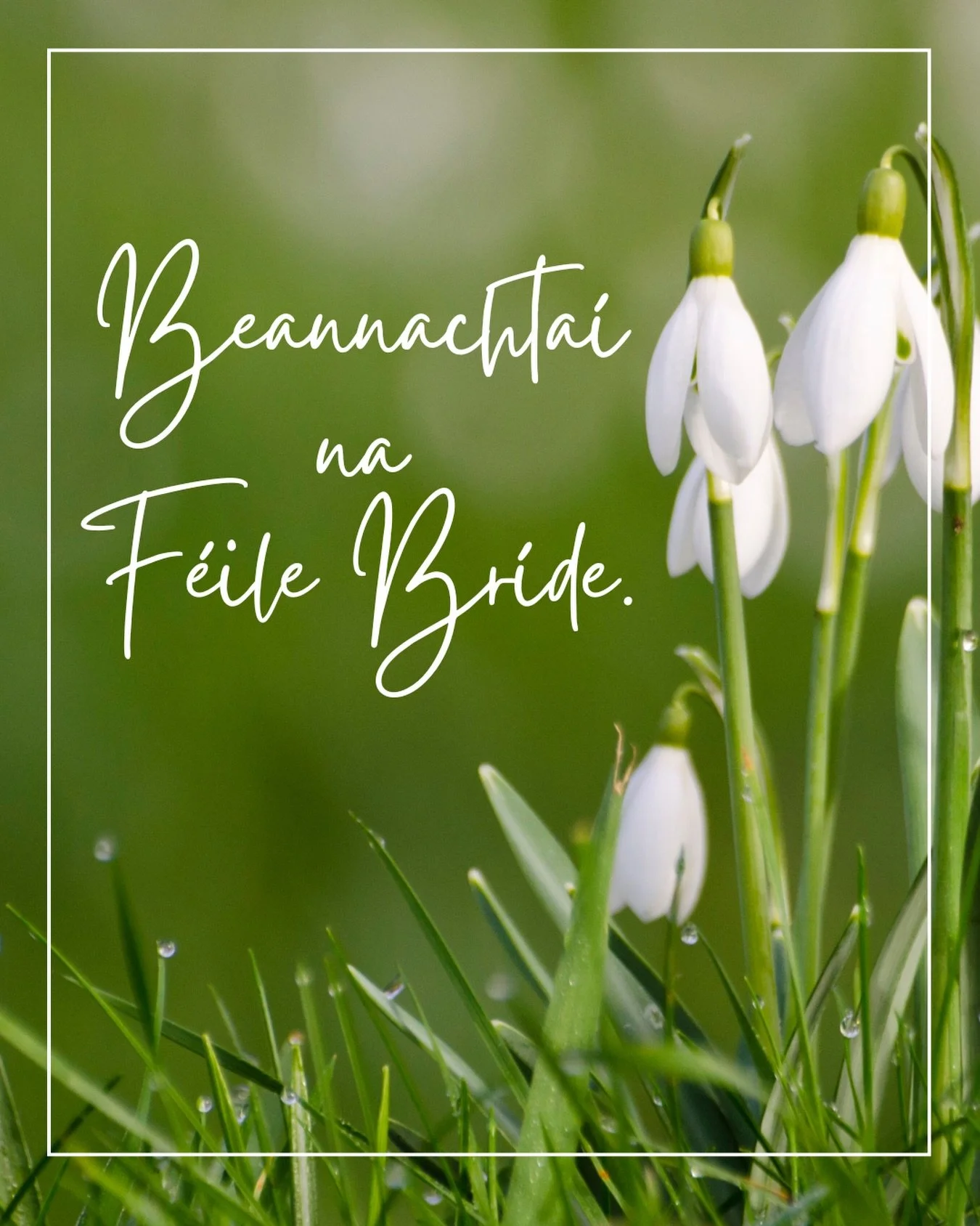 Beannachta&iacute; na F&eacute;ile Br&iacute;de. Happy St Brigid&rsquo;s Day.  Imbolc marks a quiet turning of the year &mdash; when the days lengthen, the land begins to stir, and hope creeps back in.

At Buzzing Meadows Farm, this is a time of prep