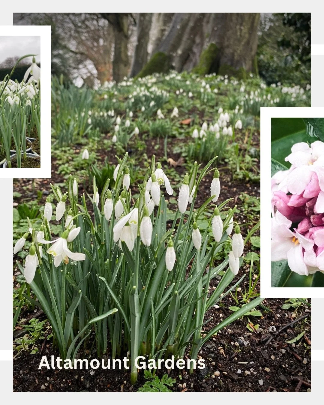 On Tuesday we wrapped up warm, ignored the forecast, and headed off on a winter road trip to Altamont Gardens.

And it was worth every bit of cold and damp. The snowdrops were out in their thousands, the hellebores were glowing, and the witch hazels 