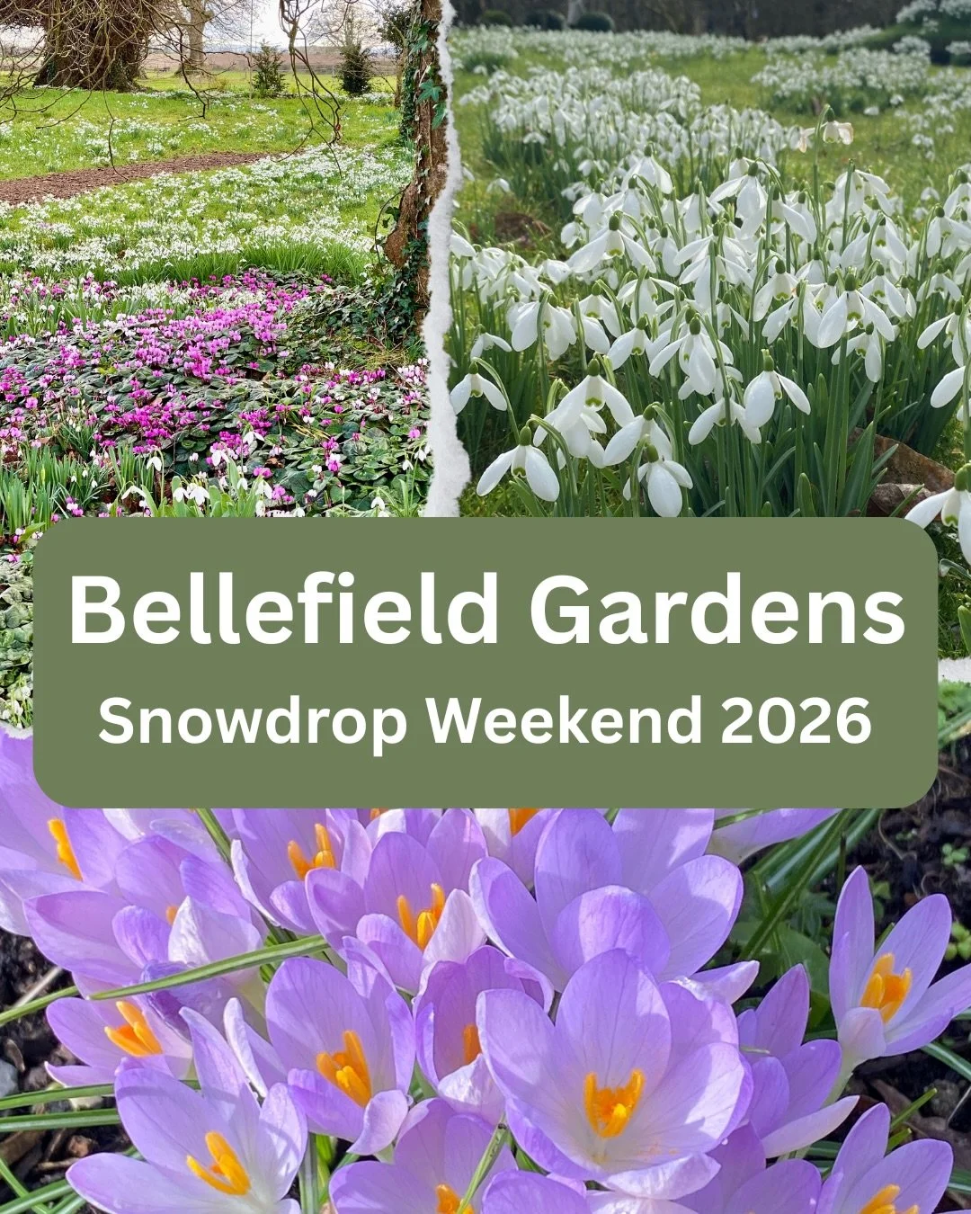A truly beautiful day spent wandering RHSI Bellefield Gardens for their Snowdrops Weekend 

The snowdrops were out in their thousands, quietly carpeting the ground, with pockets of delicate cyclamen and the first crocuses lifting their heads to the l