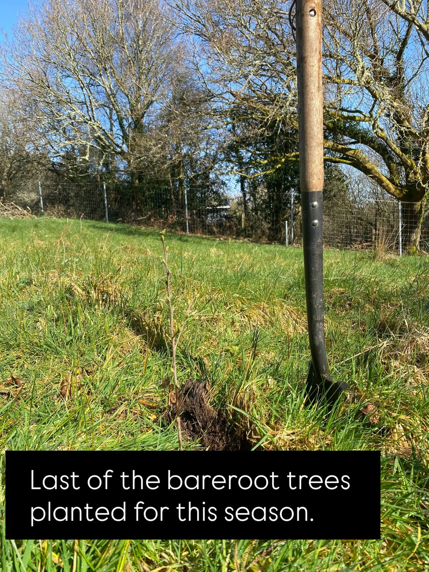 A beautiful sunny day to plant the last of the bareroot trees for the 2026 season. A massive thank you to @freetreesireland and @portumnatidytowns24 for sourcing and delivering the trees. Hopefully in a few years our family of red squirrels will be a