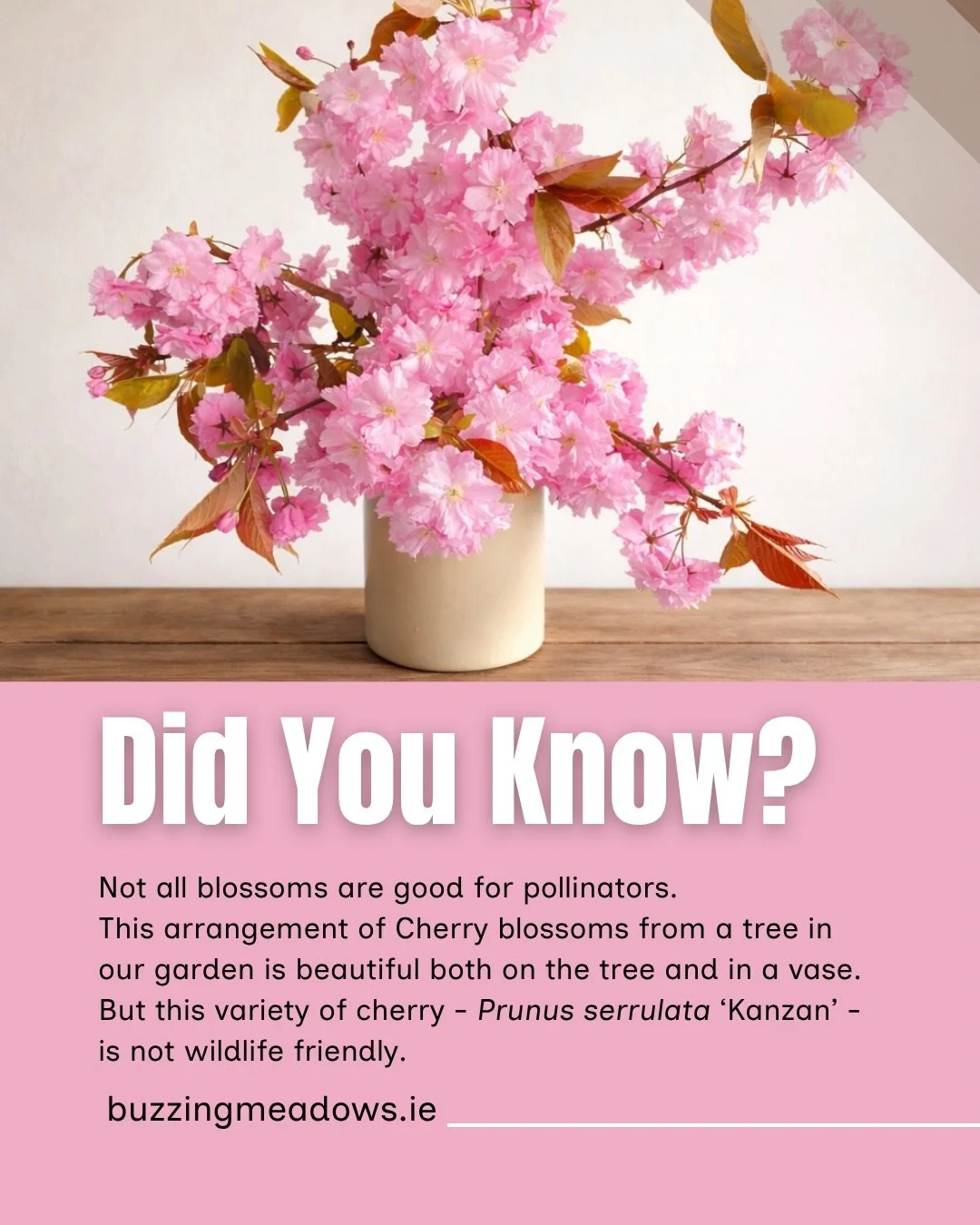A little spring truth from the garden&hellip;

These soft, ruffled cherry blossoms are a joy to bring indoors, but not all blooms give back to the bees. Some, like this &lsquo;Kanzan&rsquo; cherry, are bred for beauty over bounty.

A gentle reminder 