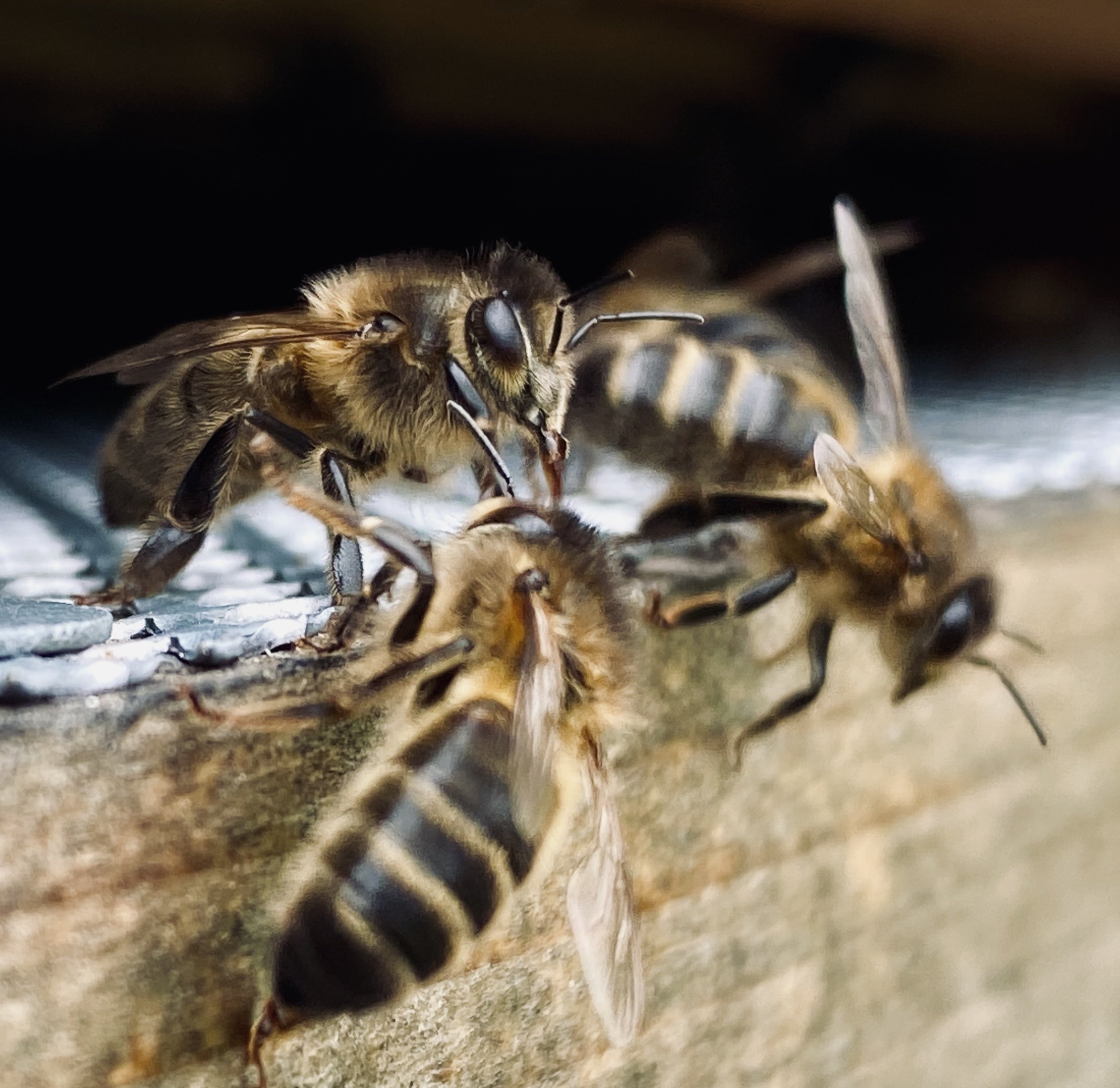 Close-up of honeybees clustered on a wooden surface.