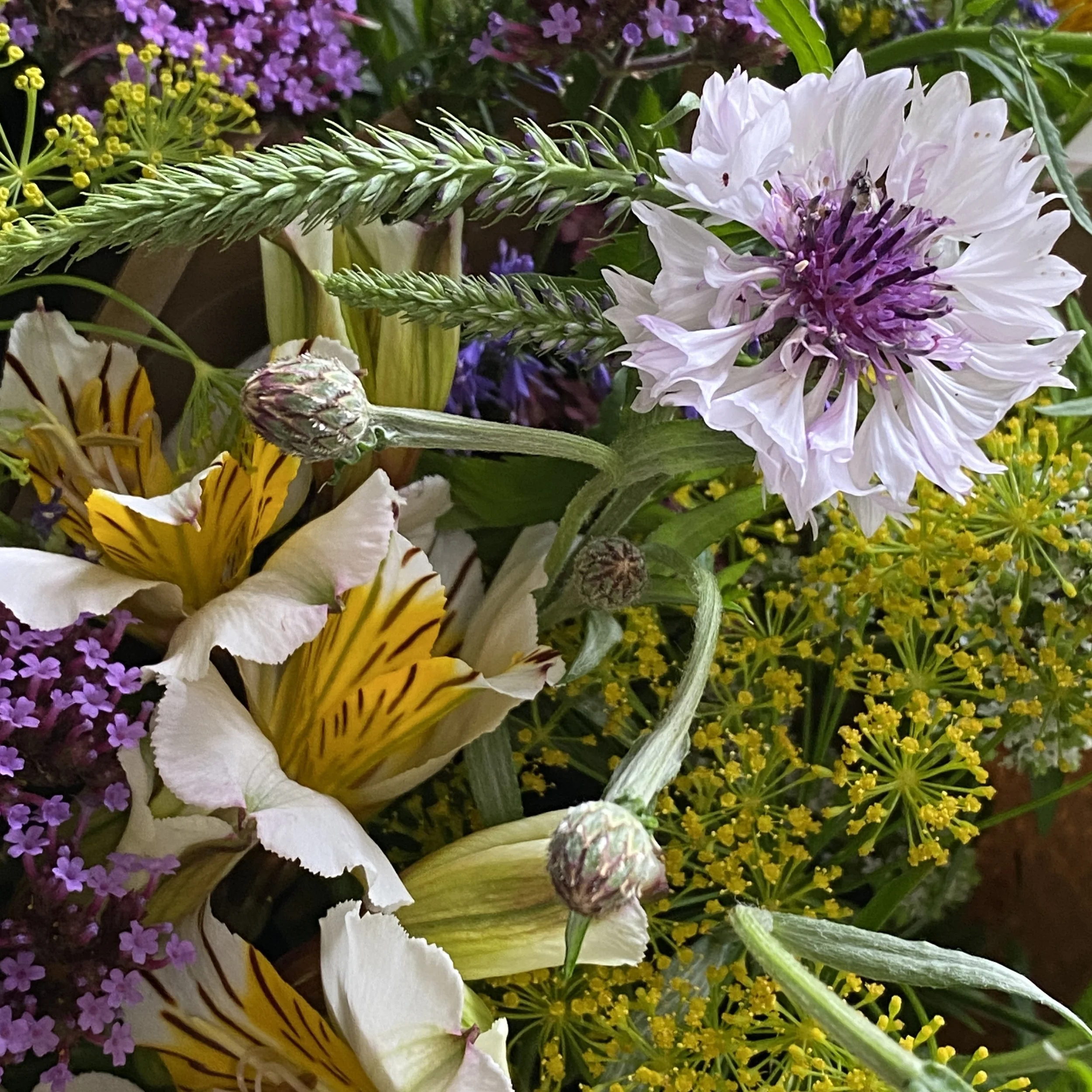 Close-up of various colorful flowers including pink, white, yellow, and purple blooms.
