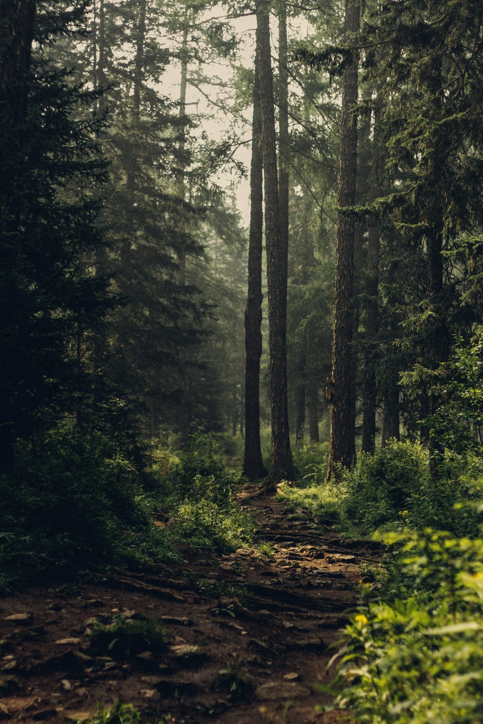 A forest scene with tall pine trees and a dirt path running through green undergrowth, illuminated by soft sunlight.