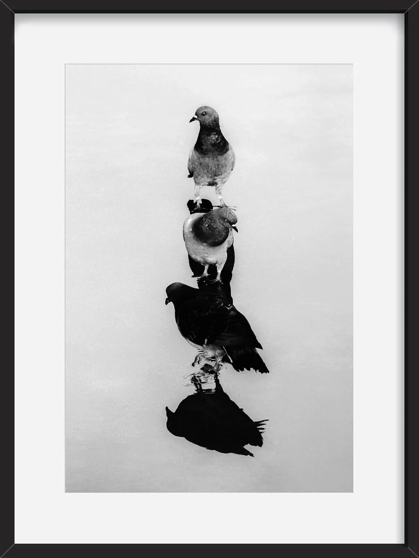 Three pigeons standing on water, with their reflections visible underneath, in black and white.