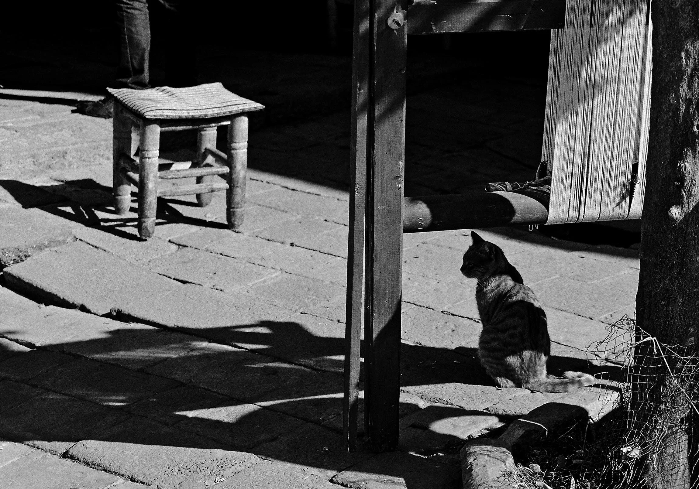 Hussein Haddad photography- Refugee cats -Storytelling