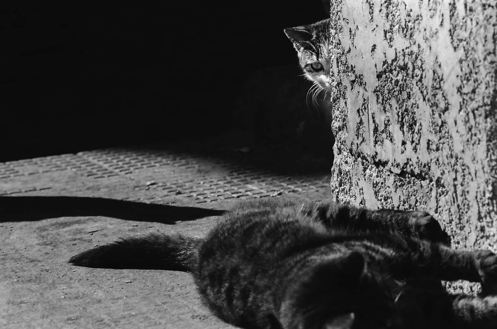 Hussein Haddad Refugee cats Syria