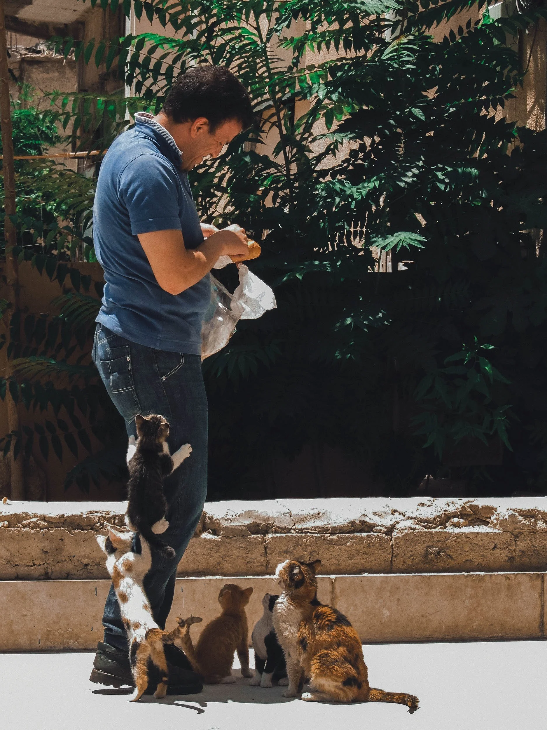 Syria refugee Cats photography