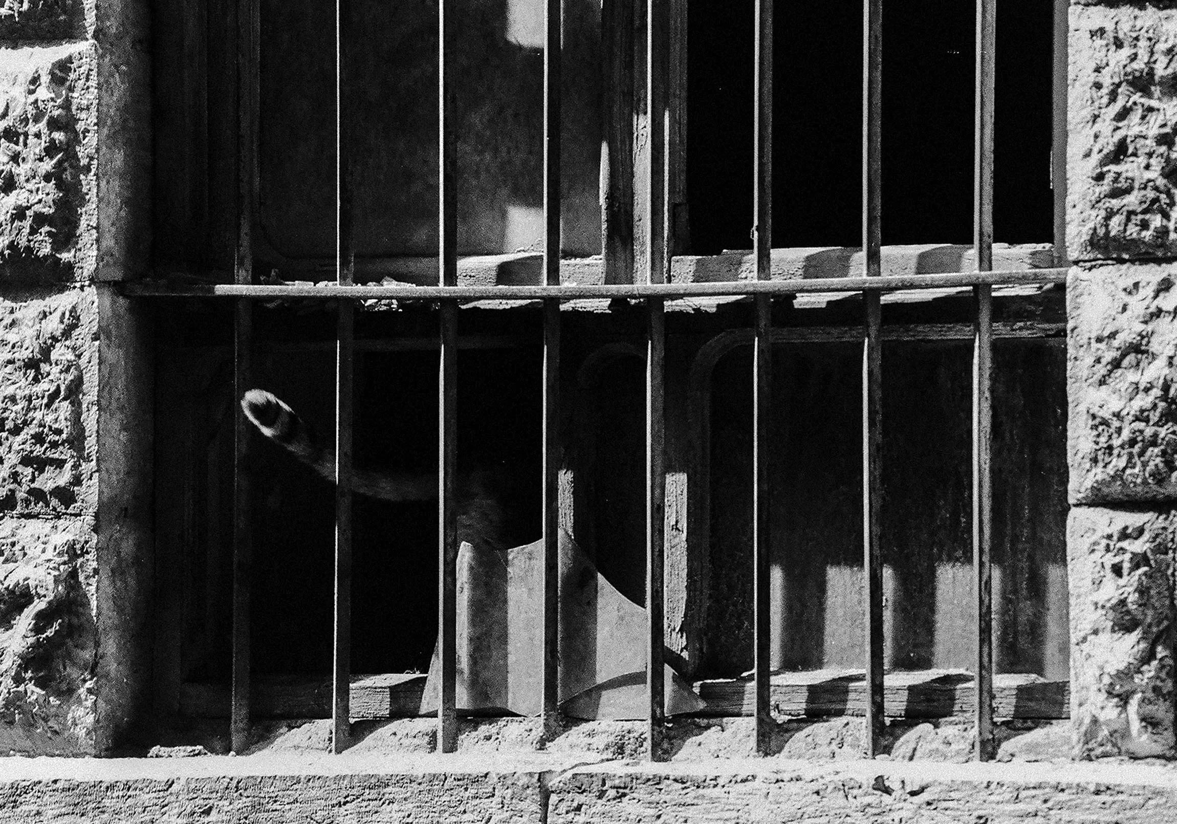 Hussein Haddad Photography Refugee Syria Cats