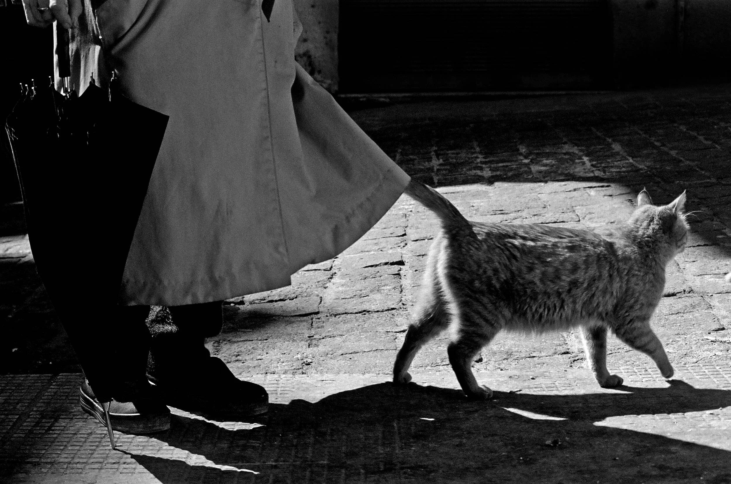 A person holding an umbrella, walking with a cat on a brick sidewalk in black and white.