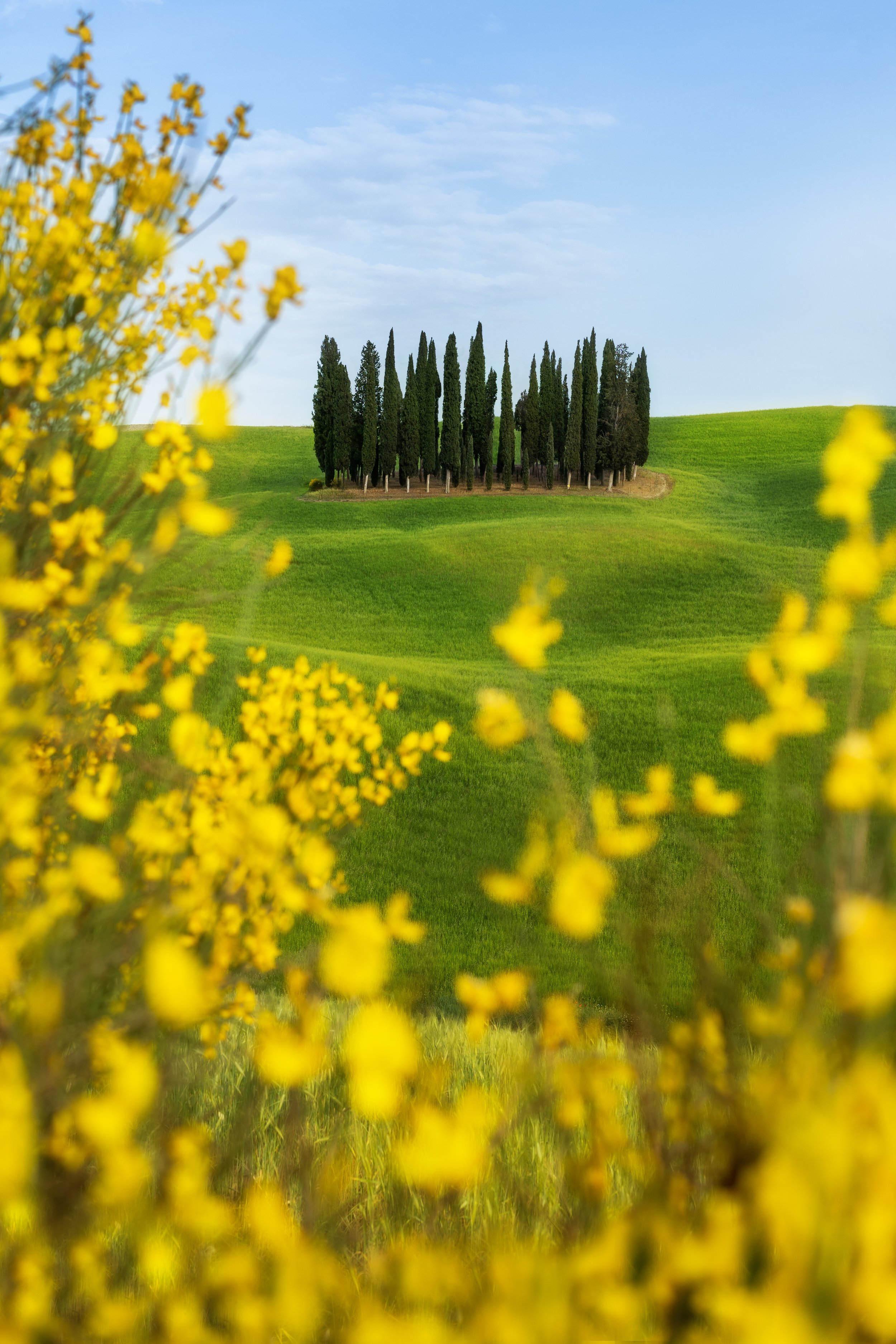 A landscape with green rolling hills, yellow wildflowers in the foreground, and a line of tall, dark green cypress trees on a hill under a blue sky.