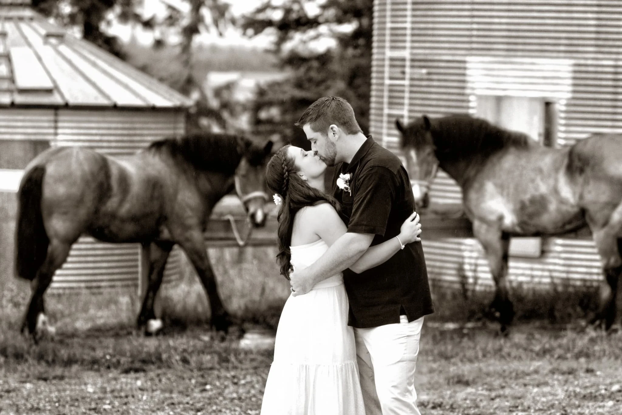 A couple kissing in front of two horses on a farm, with barns in the background, black and white photo.