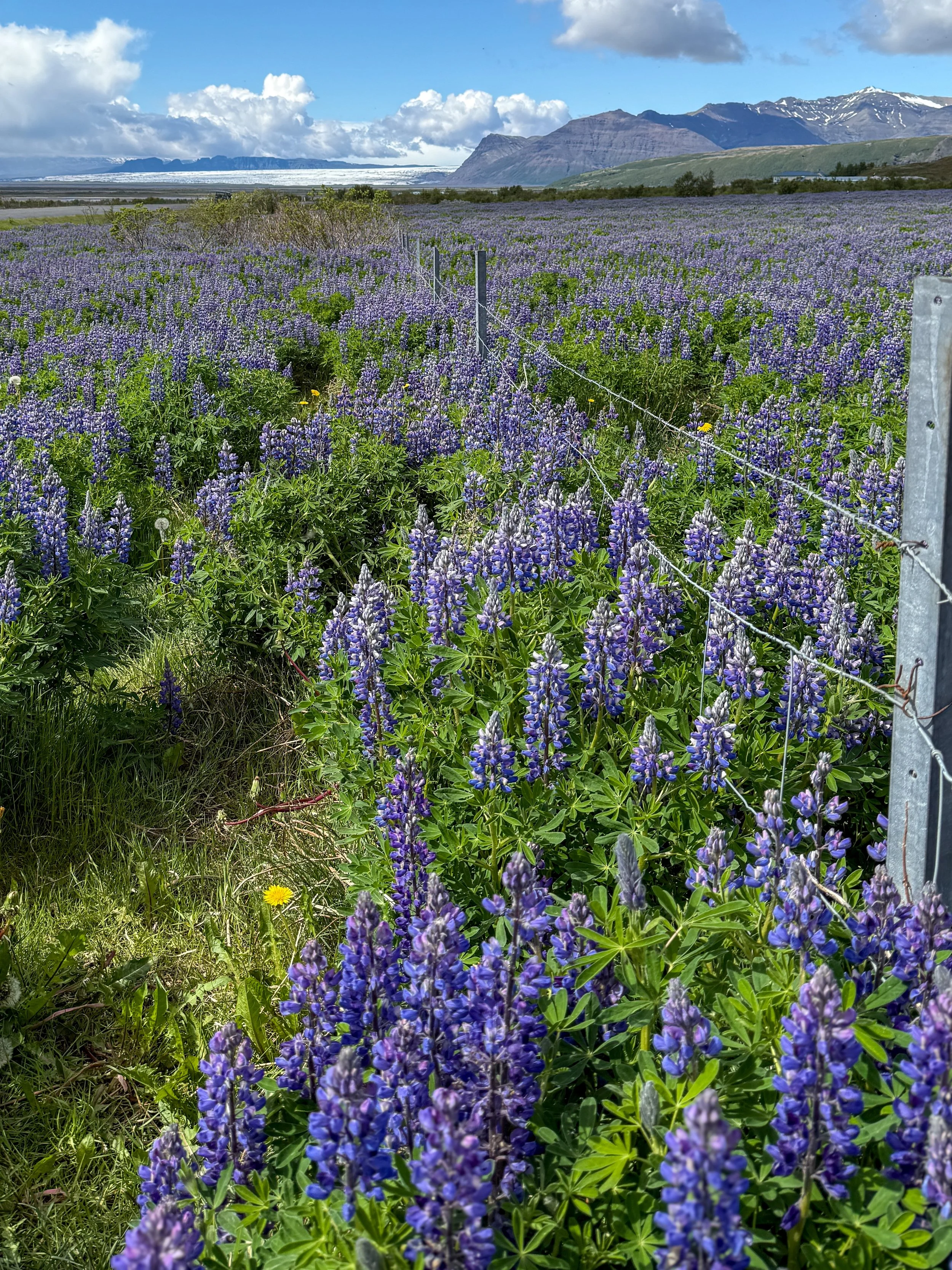 Iceland_Spring2025-23.jpg