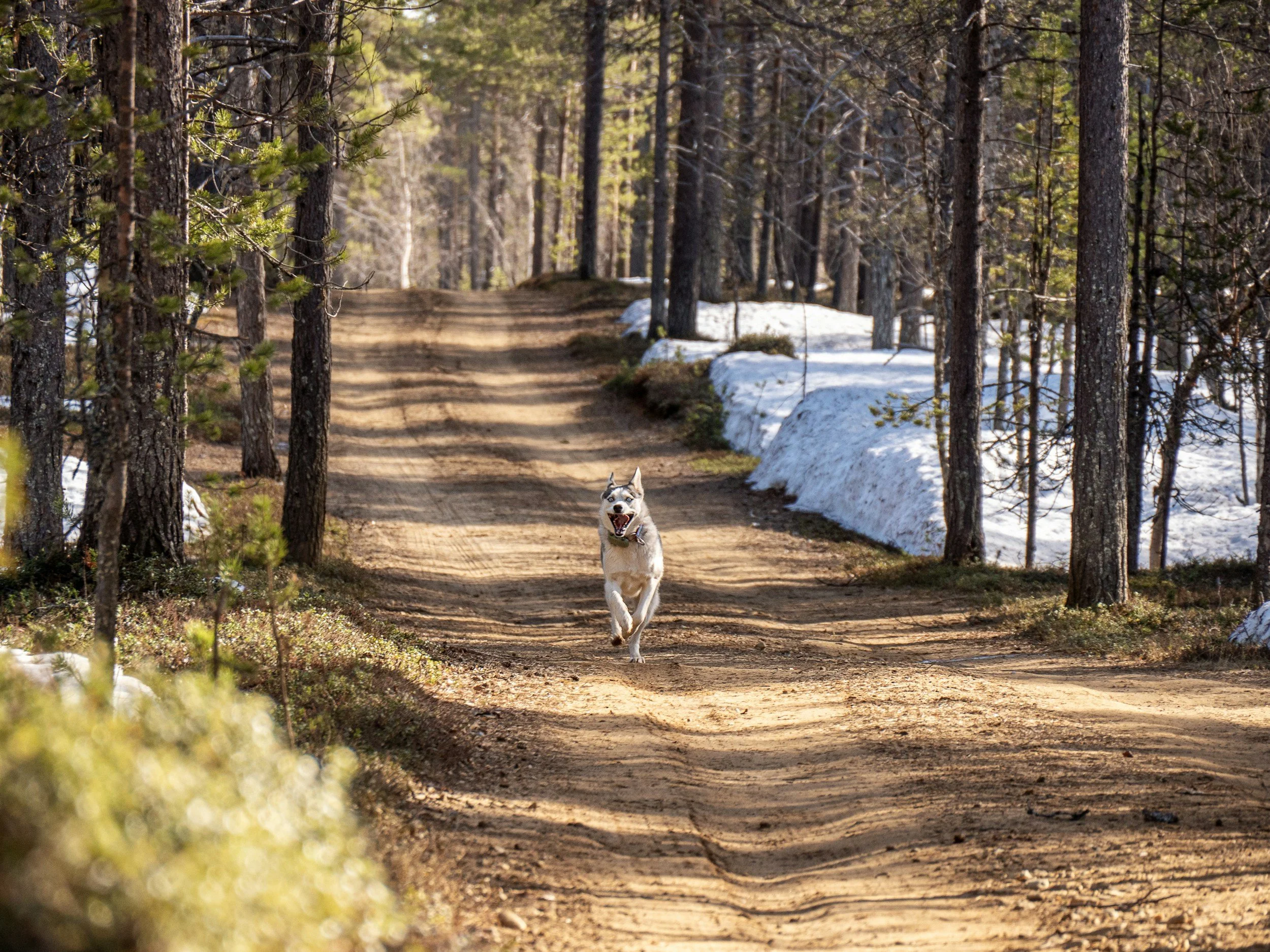A dog running on a dirt trail in a forest with tall trees and patches of snow on the ground.