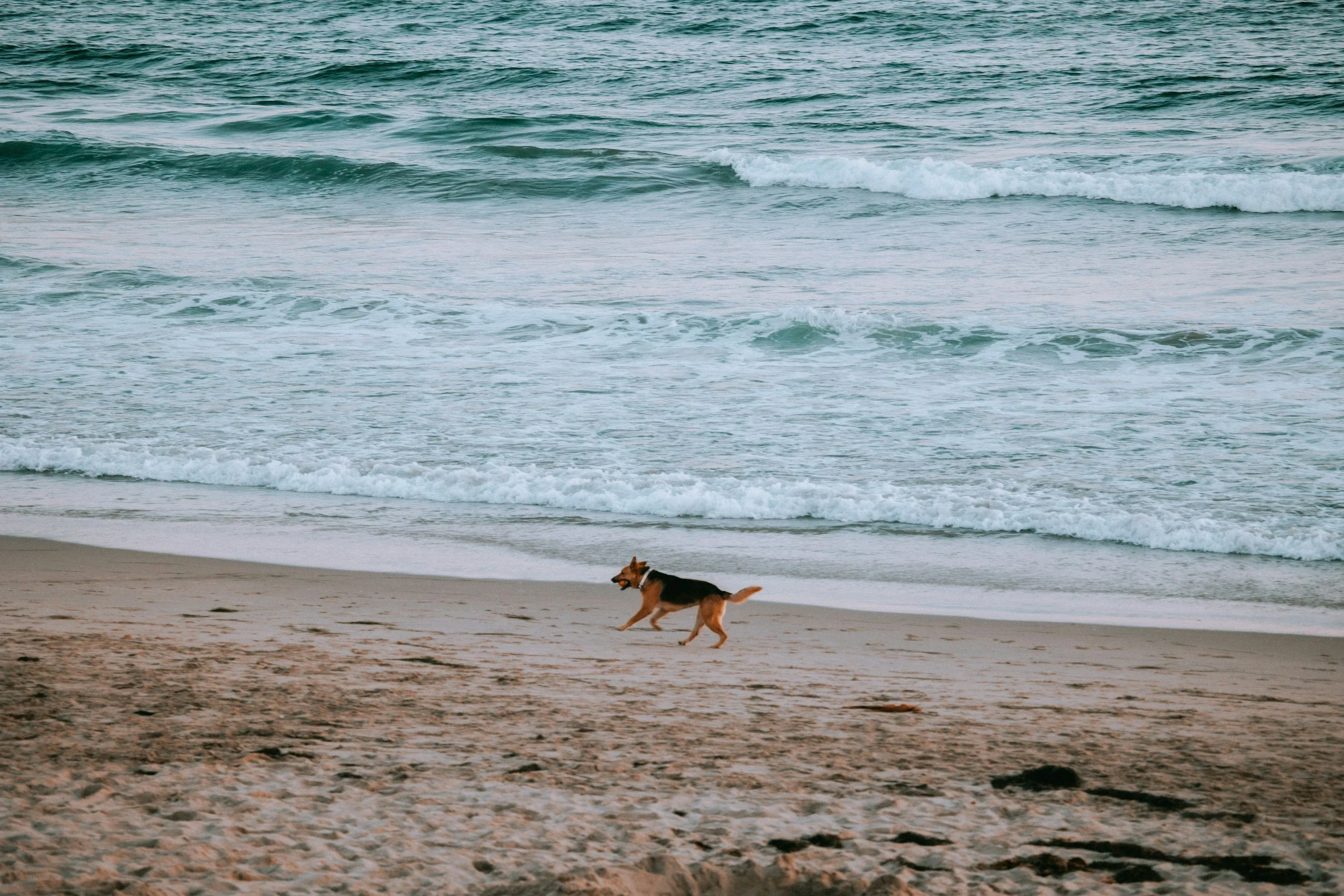 Dog running on sandy beach near ocean waves.