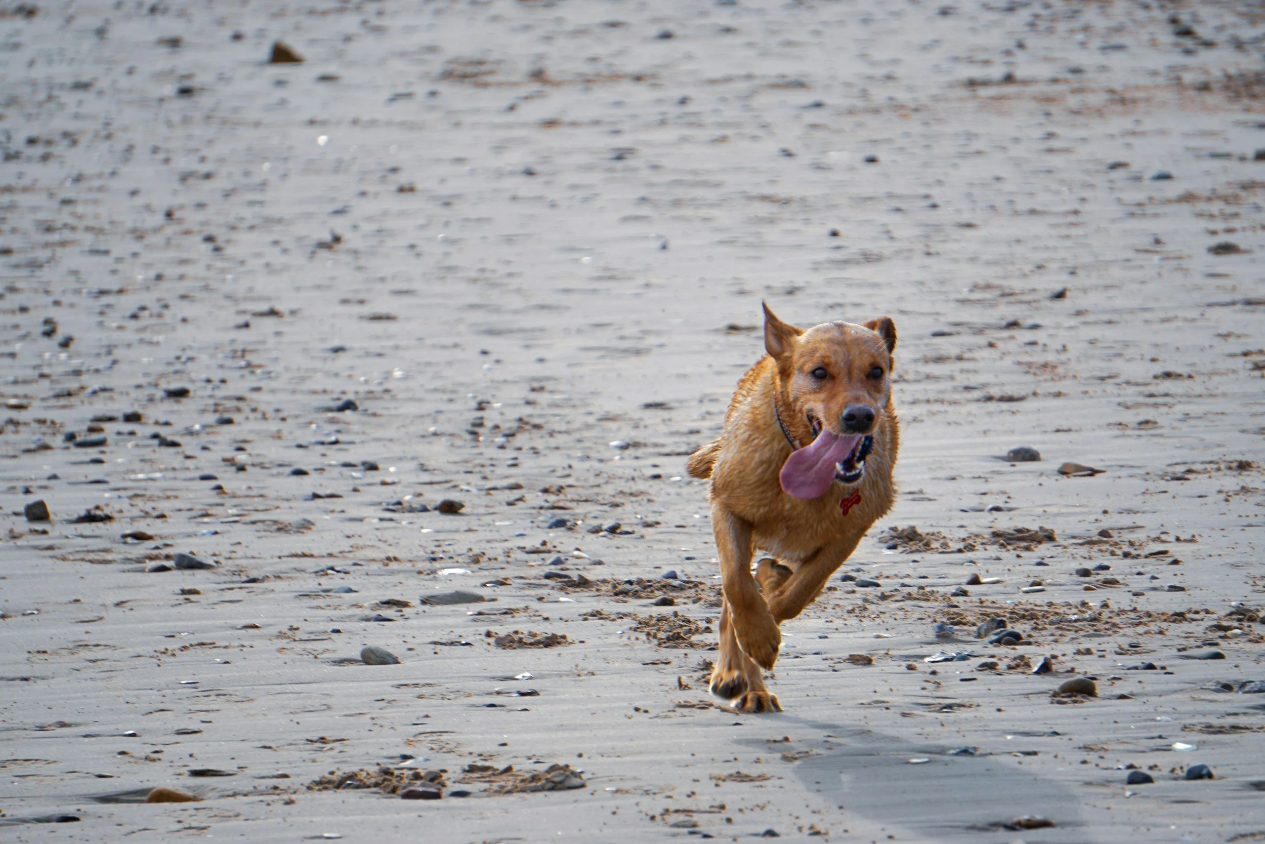 Dog running on a sandy beach with its tongue out.