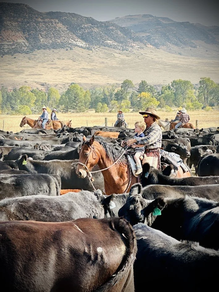 People on horseback herding cattle in a rural landscape with mountains and trees in the background.