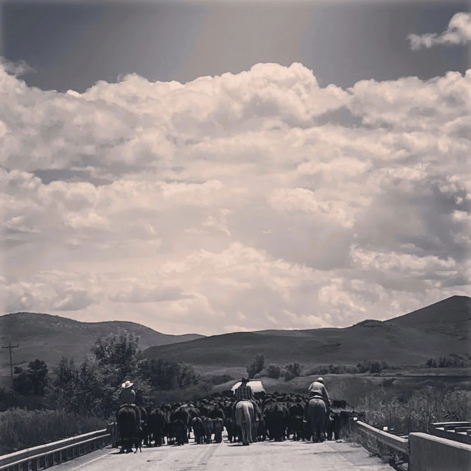 Three cowboys riding horses on a rural road with a herd of cattle, rolling hills, and a cloudy sky in the background.