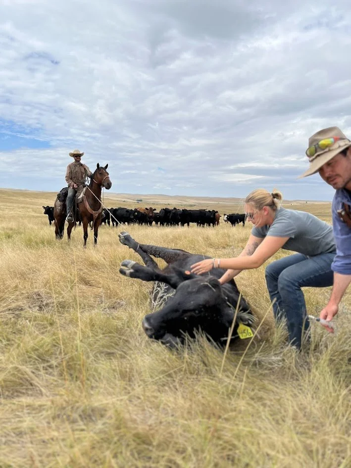 A person in a hat riding a horse in a grassy field with cattle in the background, another person petting a calf lying on the ground.