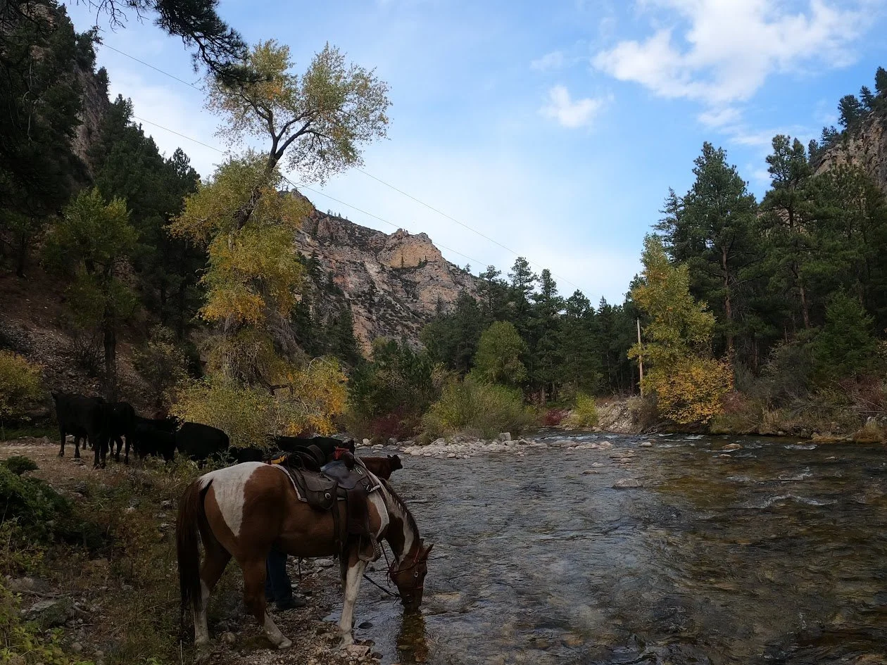 A horse with a saddle drinking from a riverbank, with a group of cattle nearby and trees with autumn foliage, surrounded by rocky hills and a partly cloudy sky.