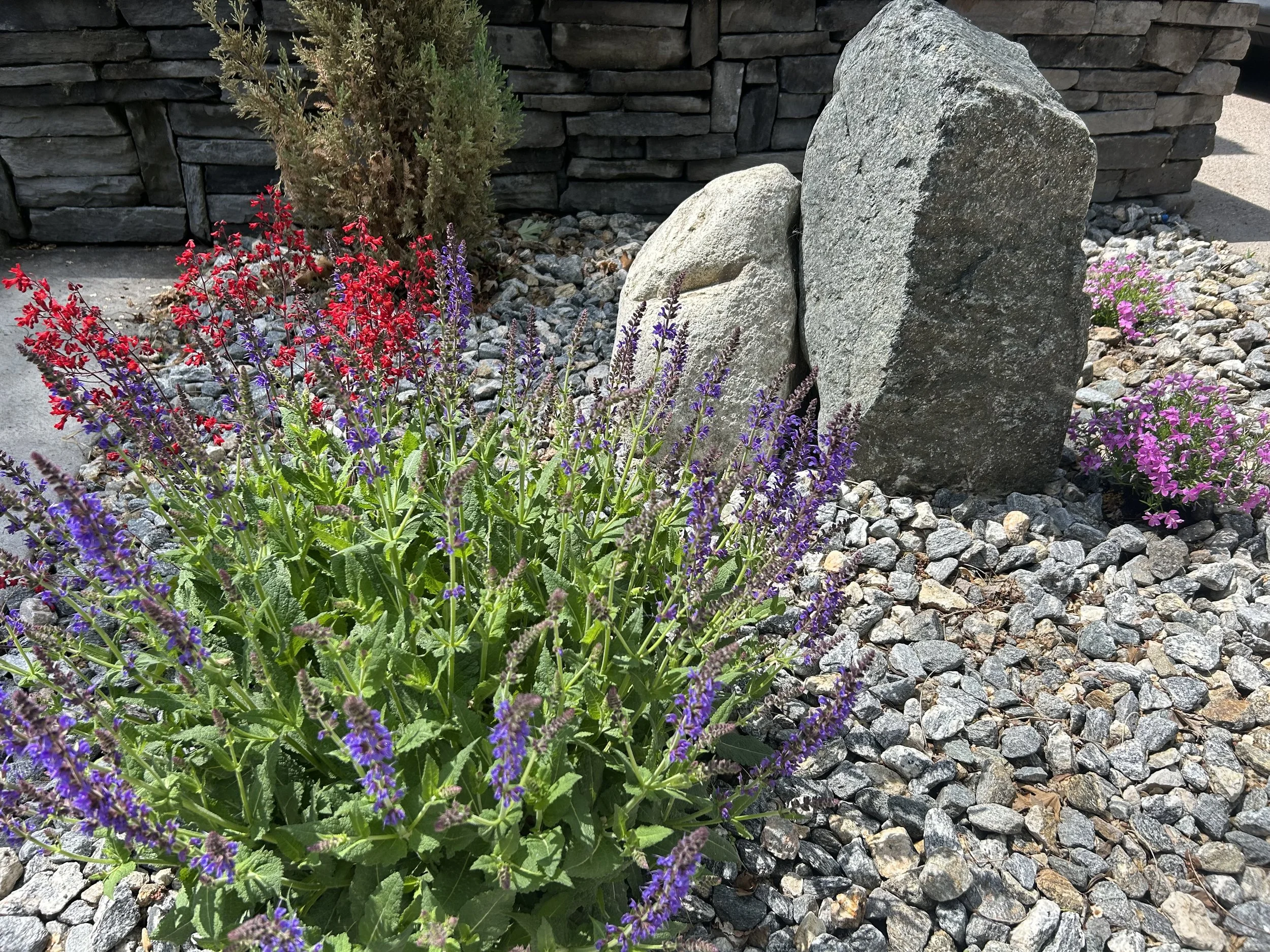 A rock garden with two large gray stones, surrounded by smaller gray rocks, colorful flowers including purple and pink blossoms, and sparse greenery.