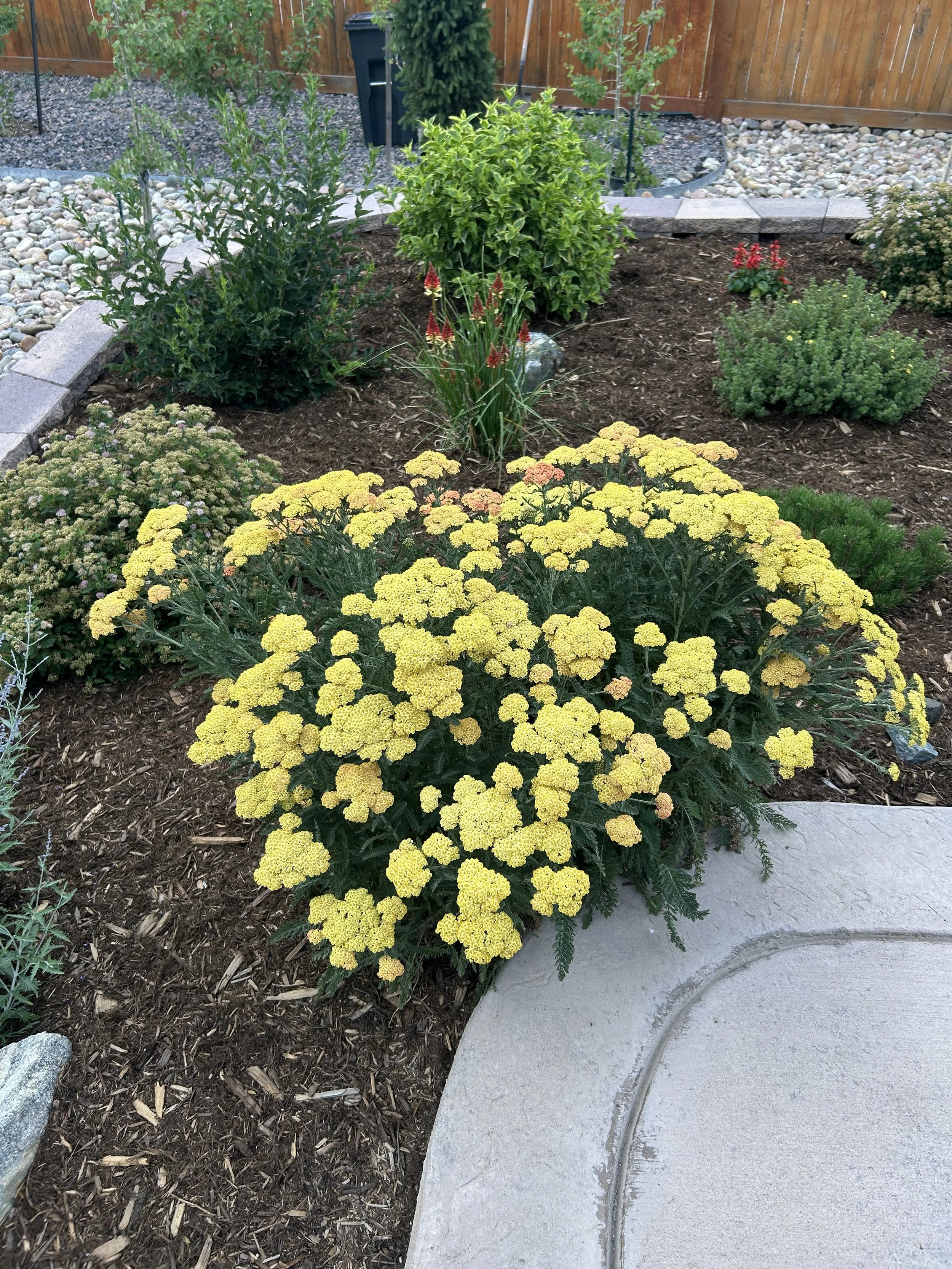 Yellow flowering plant in a landscaped garden bed with mulch, surrounded by various green bushes and plants, and bordered by a concrete path.